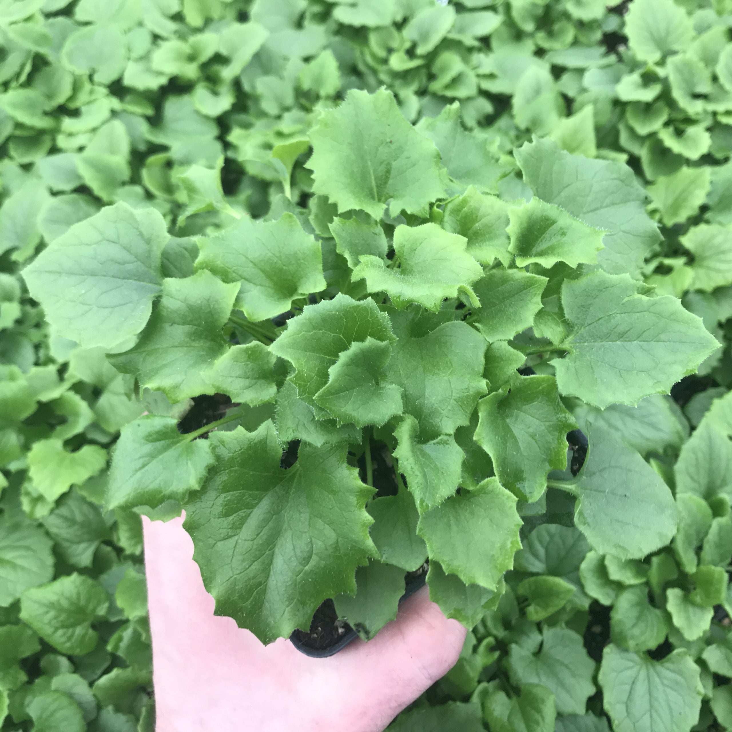 Doronicum orientale 'Little Leo' - Leopard's Bane (4" Pot) - Image 3