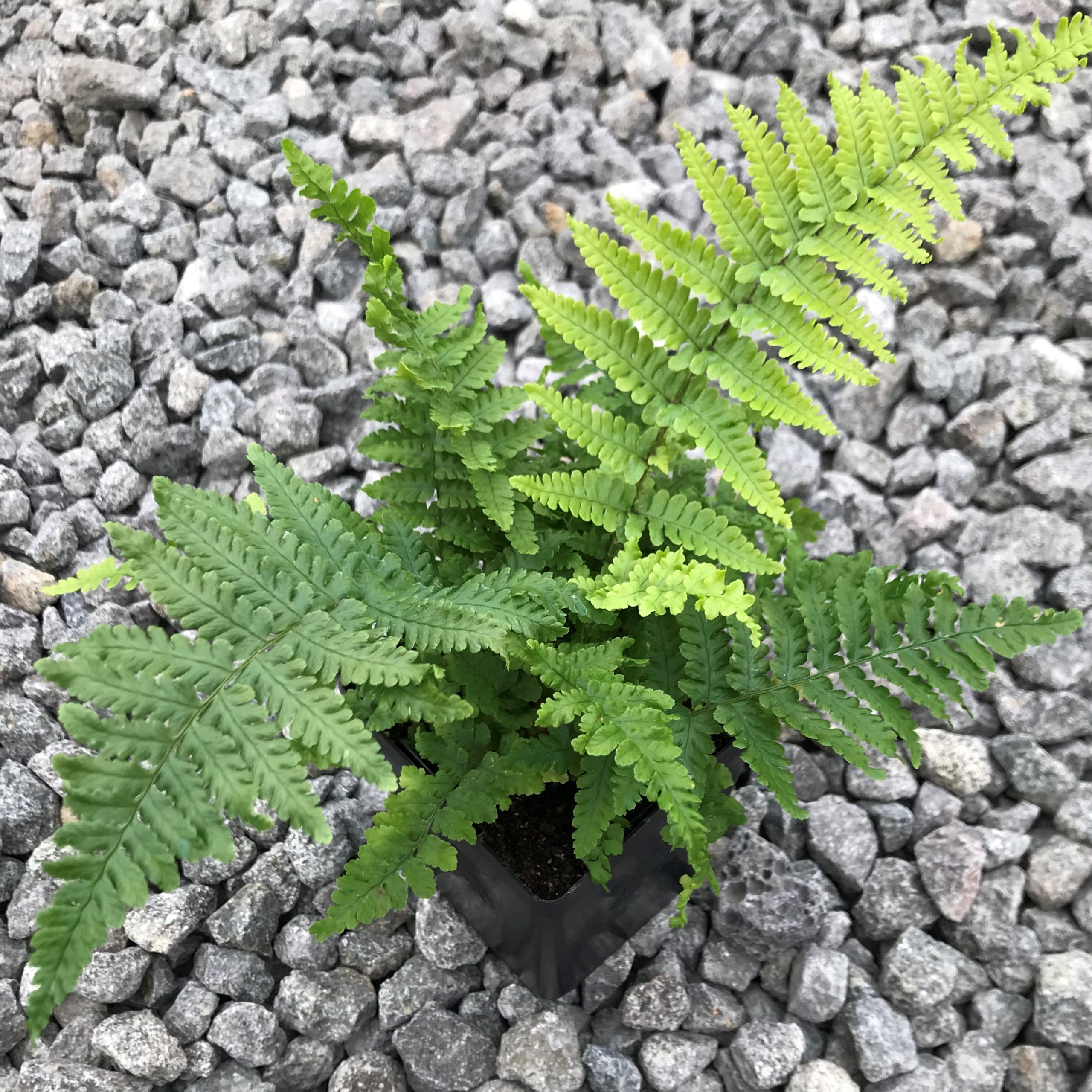 Dryopteris affinis 'Crispa' - Dwarf Golden Male Fern (3.5" Pot)