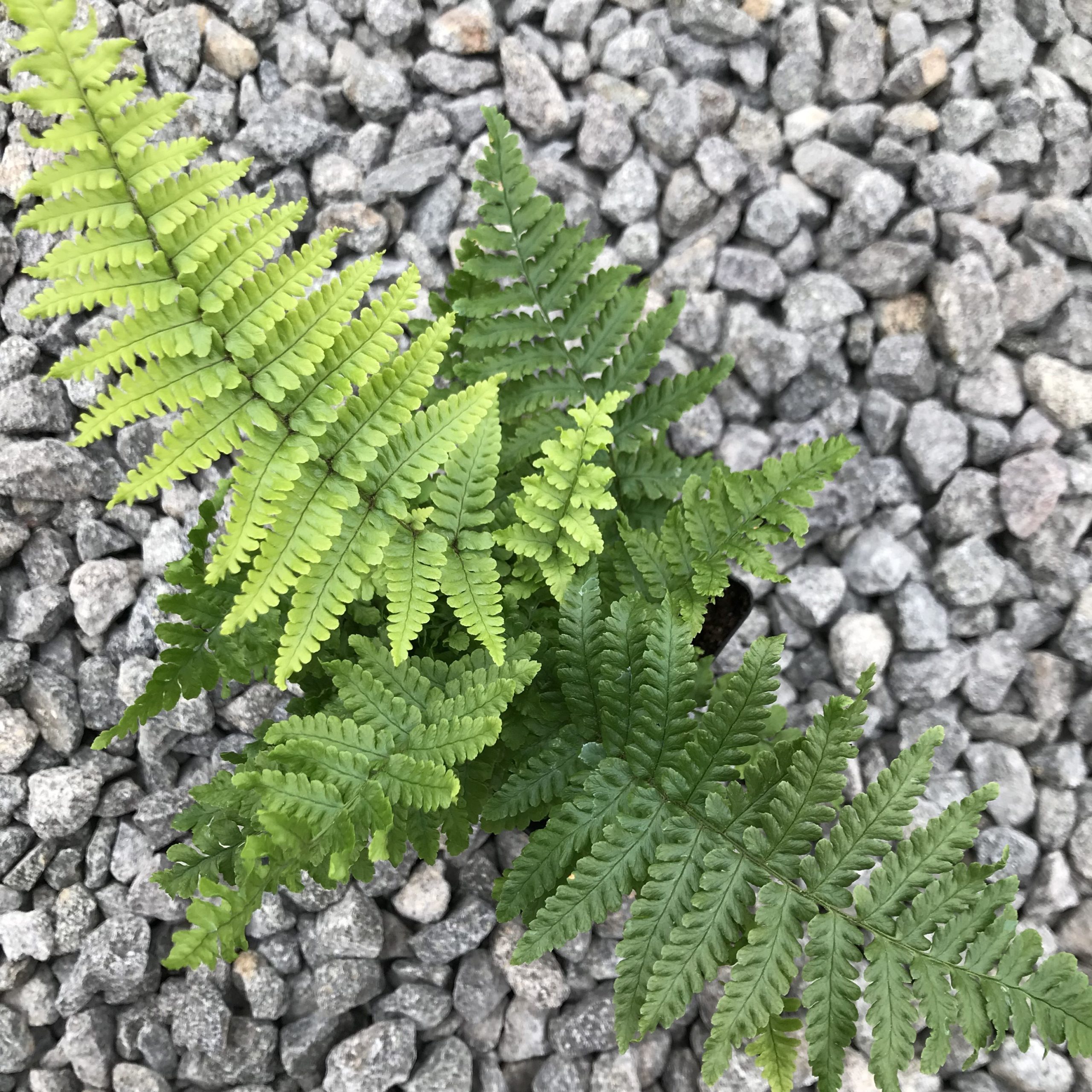 Dryopteris affinis 'Crispa' - Dwarf Golden Male Fern (3.5" Pot) - Image 2