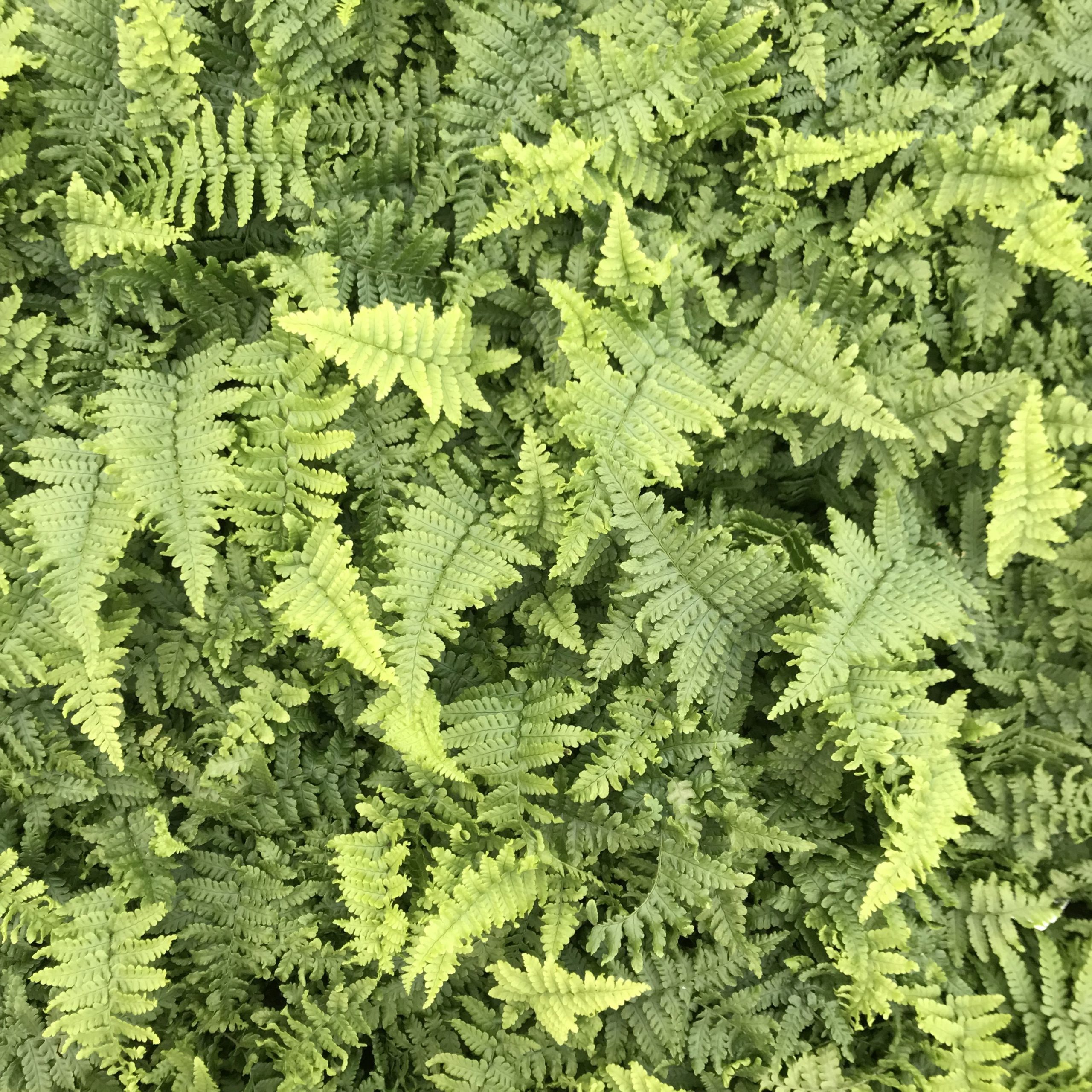 Dryopteris affinis 'Crispa' - Dwarf Golden Male Fern (3.5" Pot) - Image 3