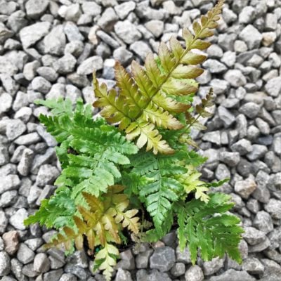 Dryopteris erythrosora - Autumn Fern (3.5" Pot)