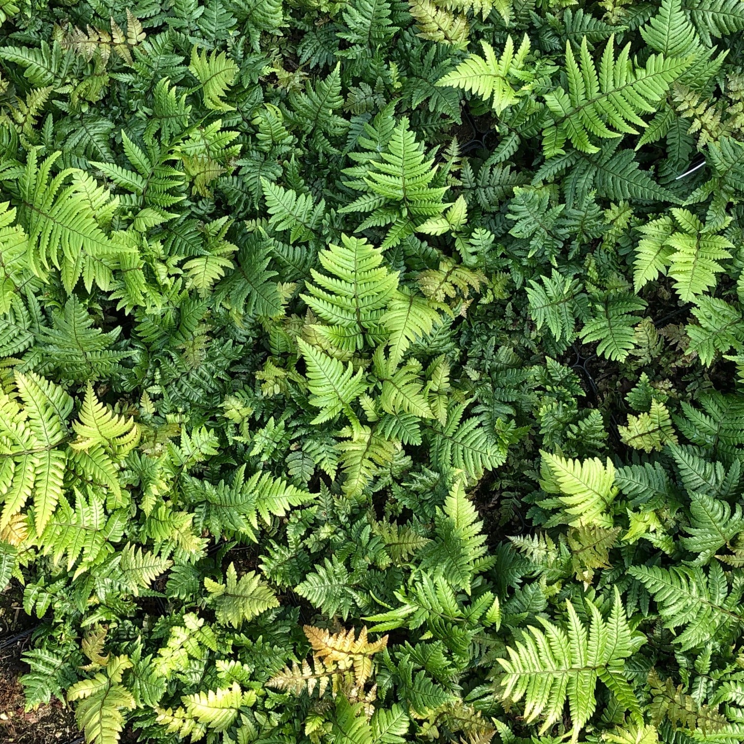 Dryopteris lepidopoda - Sunset Fern (3.5" Pot) - Image 4