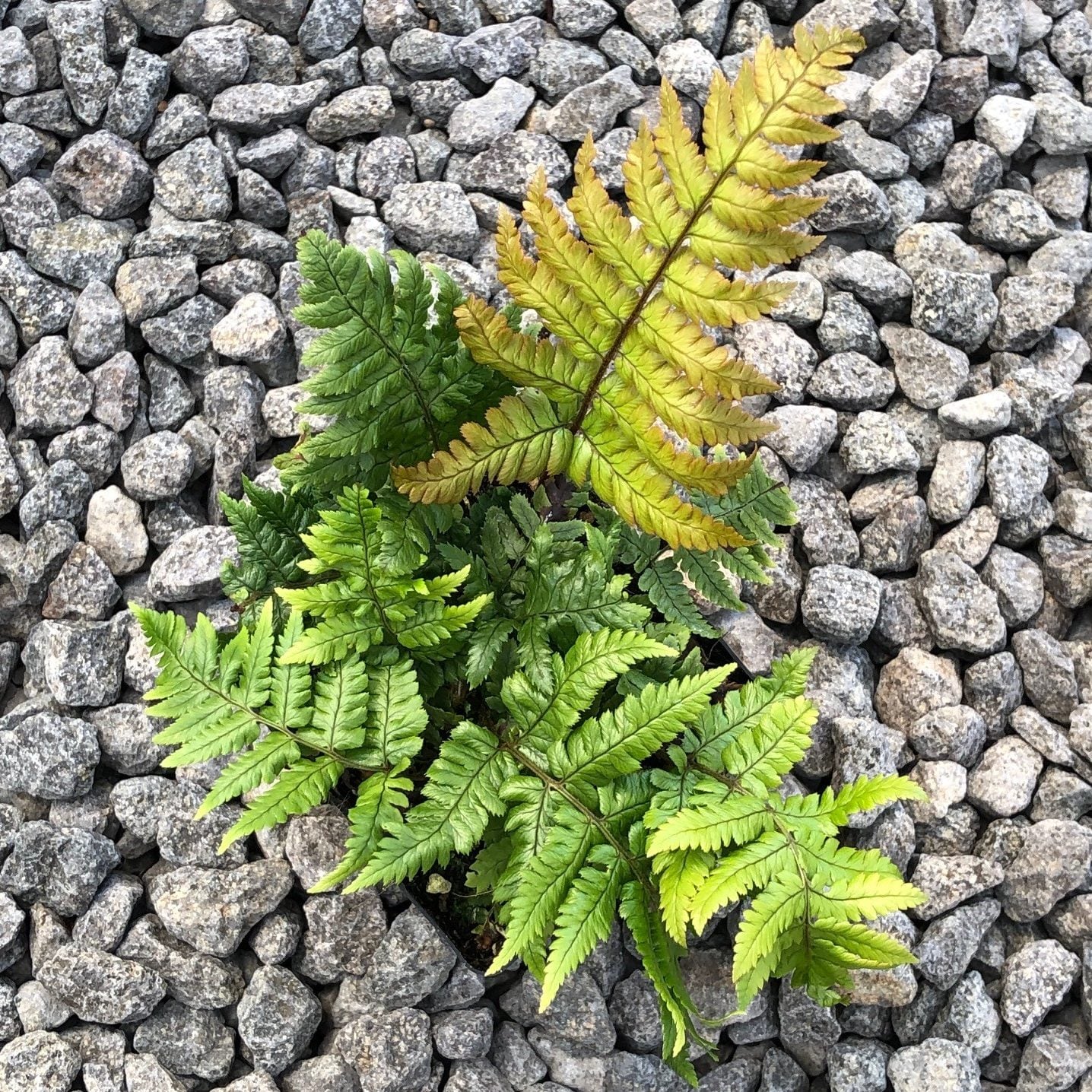 Dryopteris lepidopoda - Sunset Fern (3.5" Pot) - Image 2