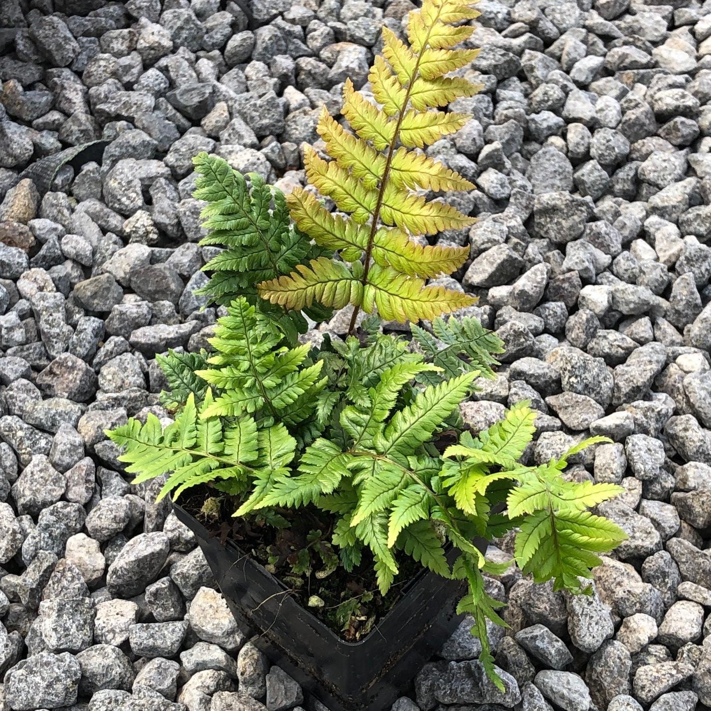 Dryopteris lepidopoda - Sunset Fern (3.5" Pot) - Image 3