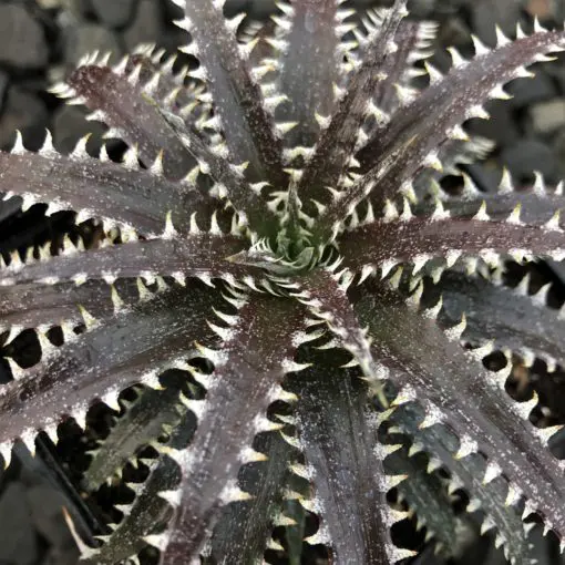 Dyckia 'Brittle Star' (4.5
