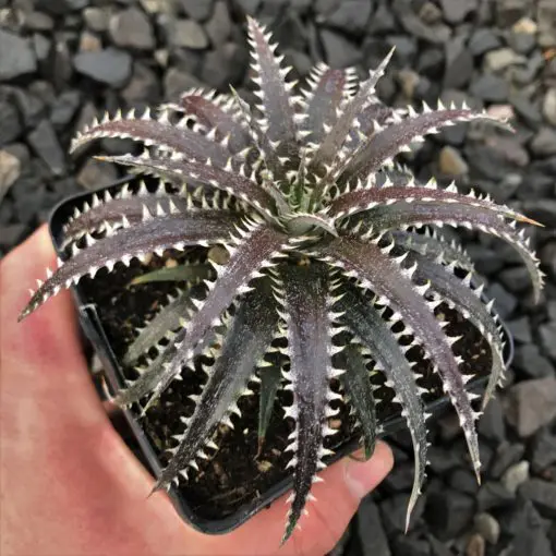 Dyckia 'Brittle Star' (4.5