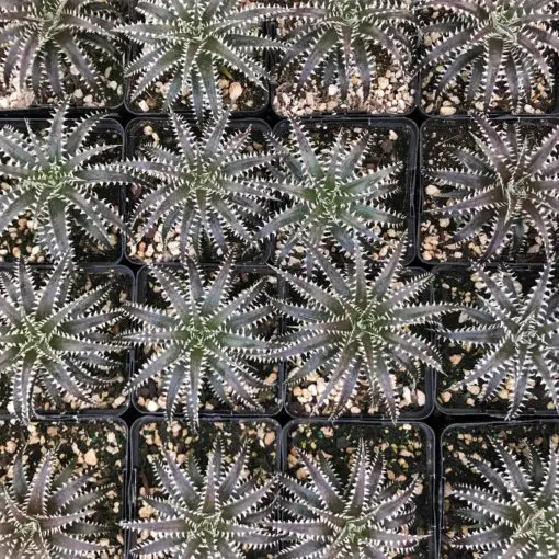 ブロメリア・エアープランツ Dyckia 'Brittle Star' F3 MK clone #2