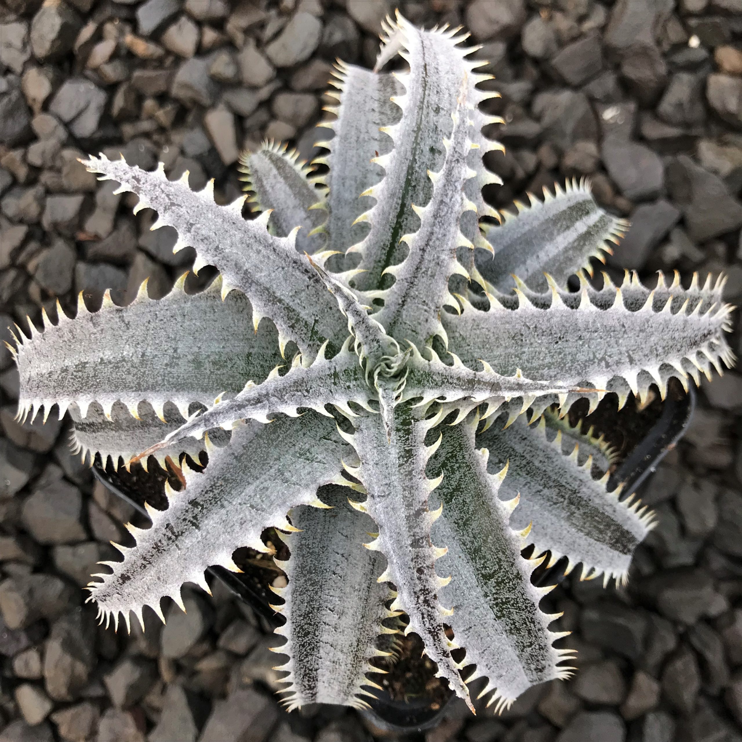Dyckia 'Grand Marnier' (4.5" Pot)