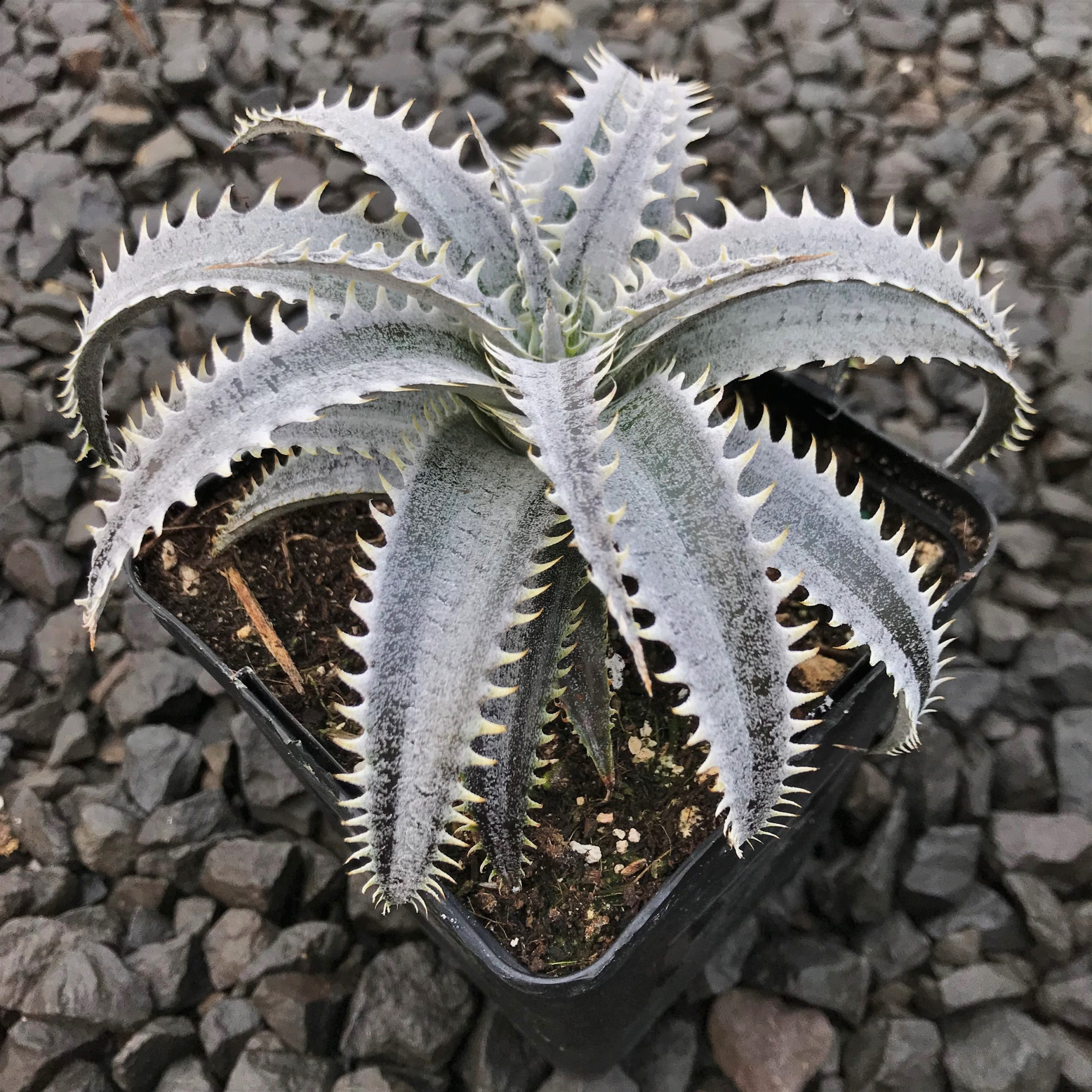 Dyckia 'Grand Marnier' (4.5" Pot) - Image 3