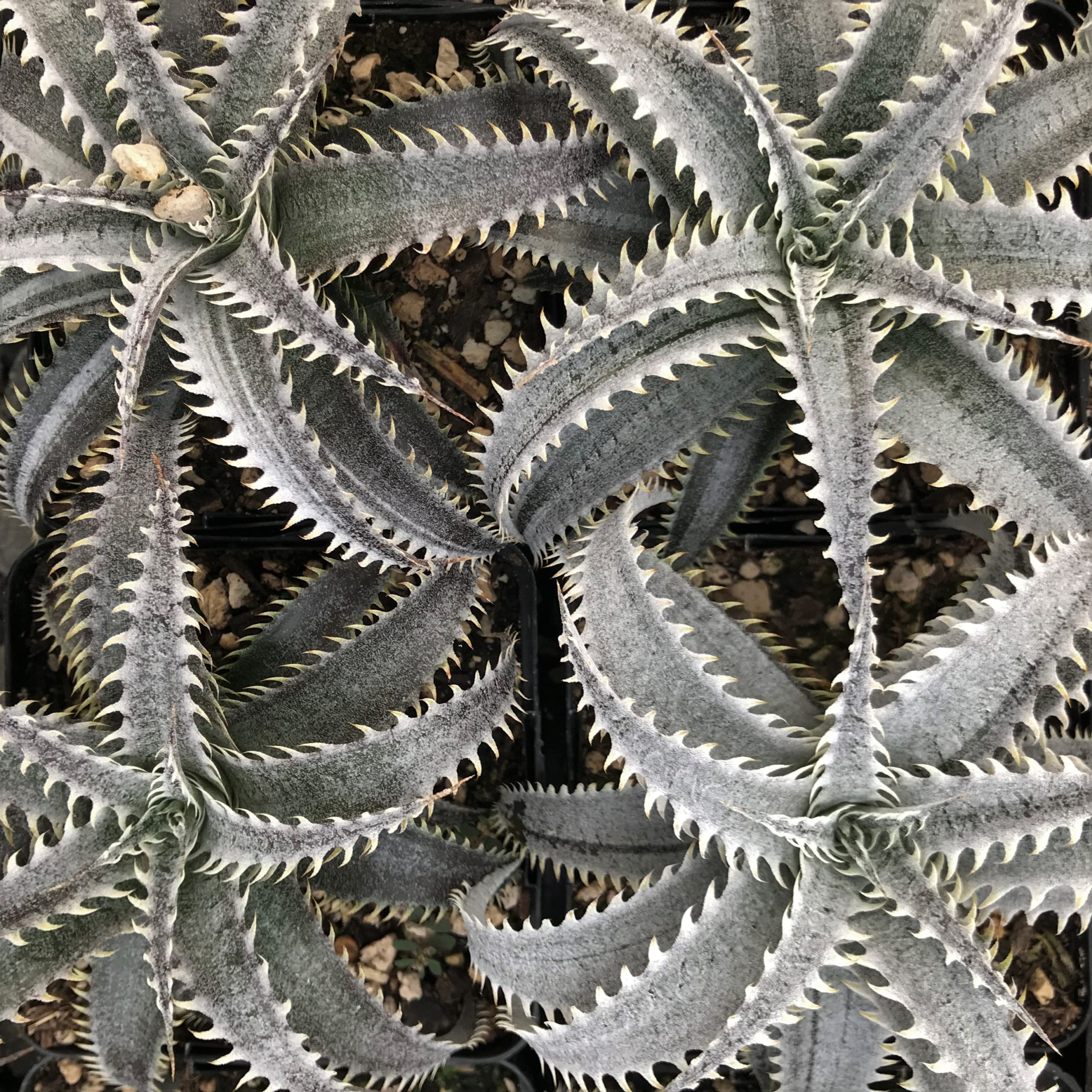 Dyckia 'Grand Marnier' (4.5" Pot) - Image 4