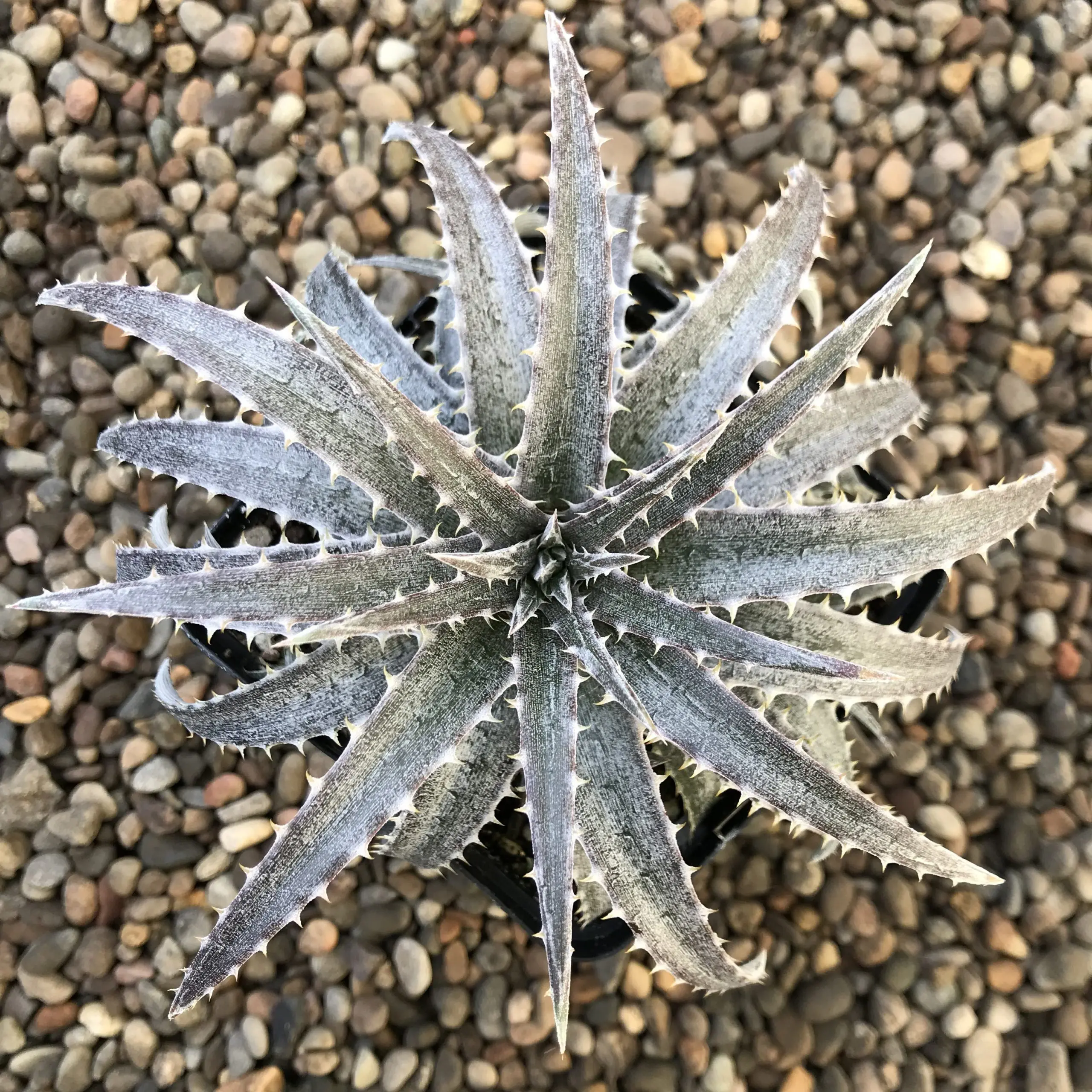 Dyckia-Pale-Ryder-October-