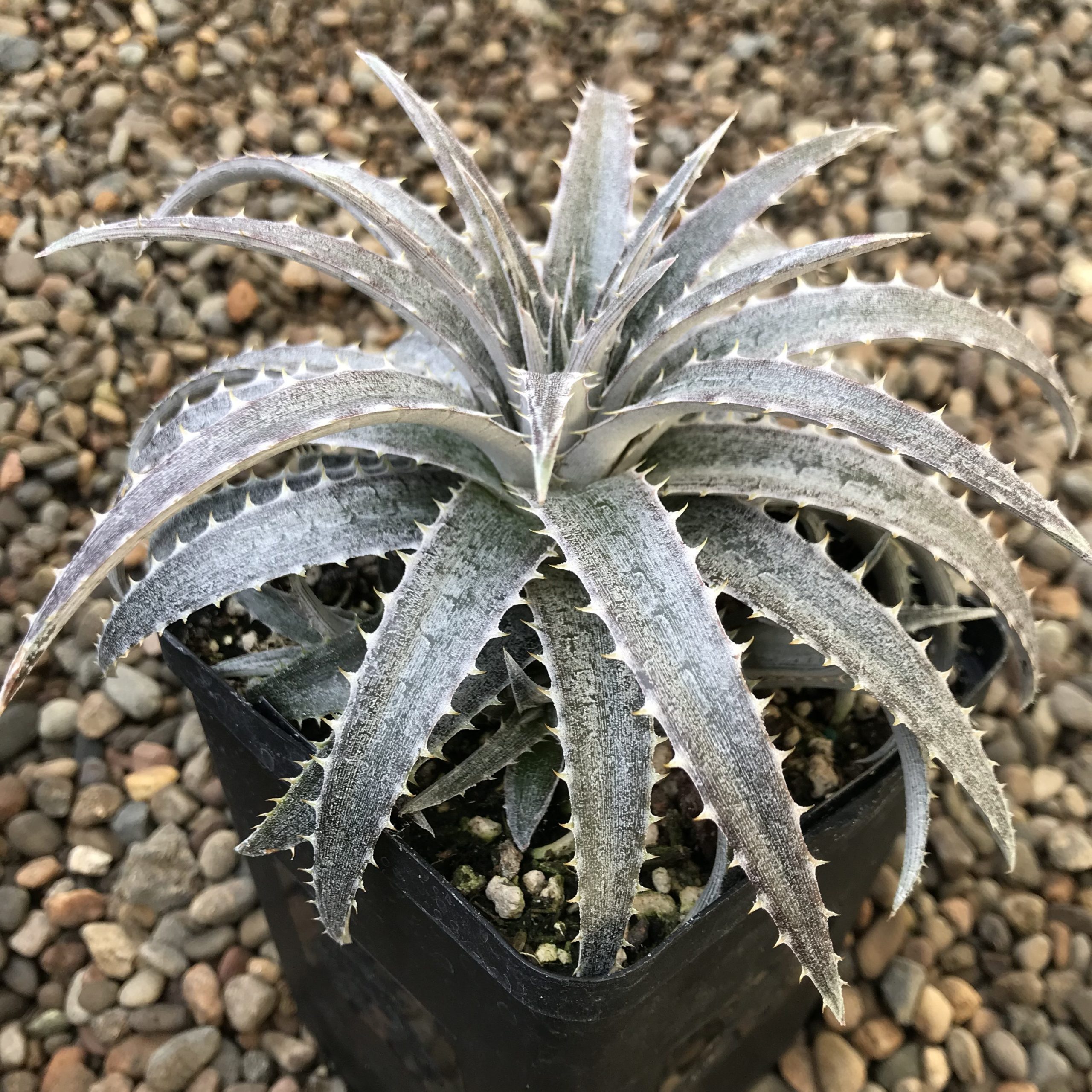 Dyckia 'Pale Ryder' (4.5" Pot) - Image 2