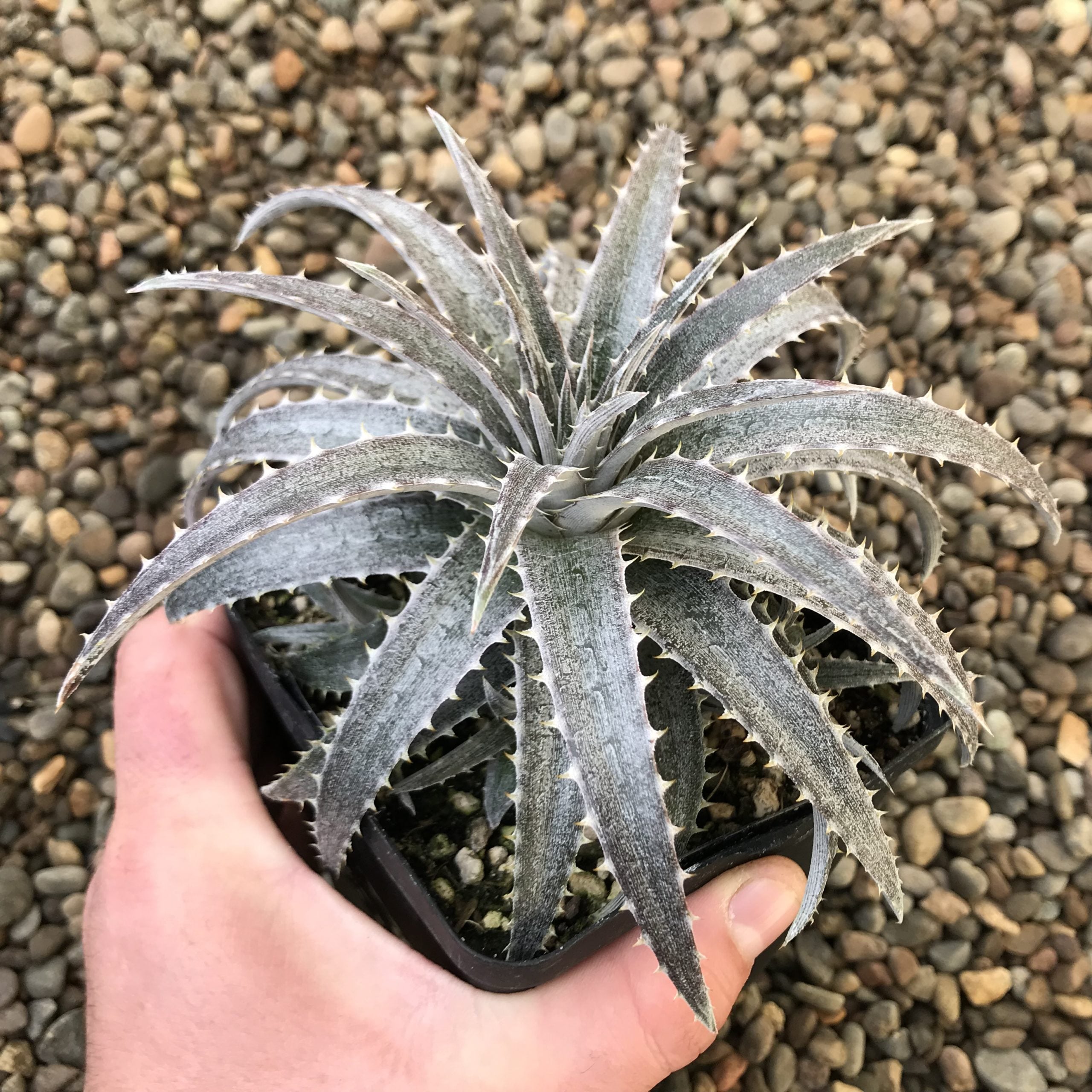 Dyckia 'Pale Ryder' (4.5" Pot) - Image 3