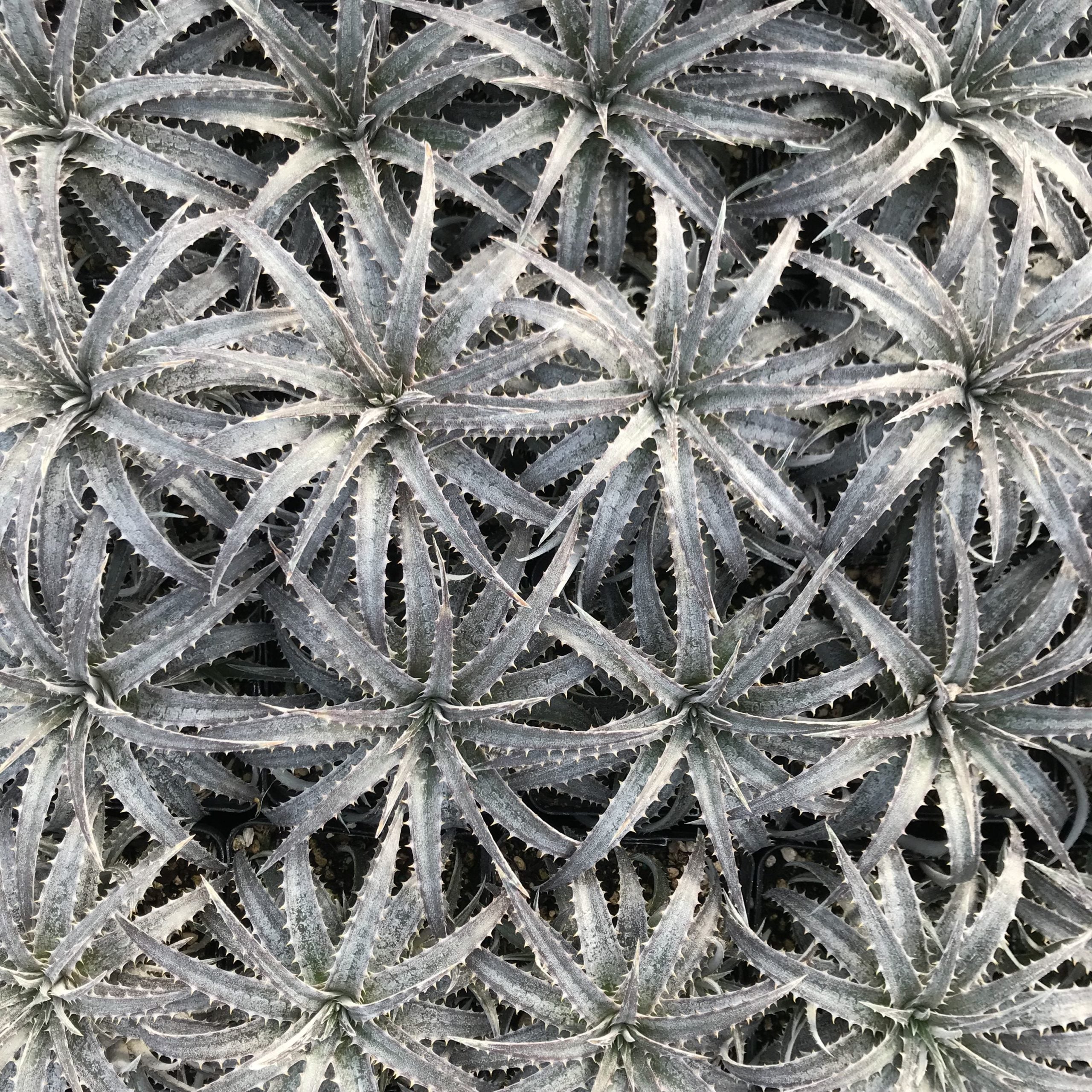 Dyckia 'Pale Ryder' (4.5" Pot) - Image 4