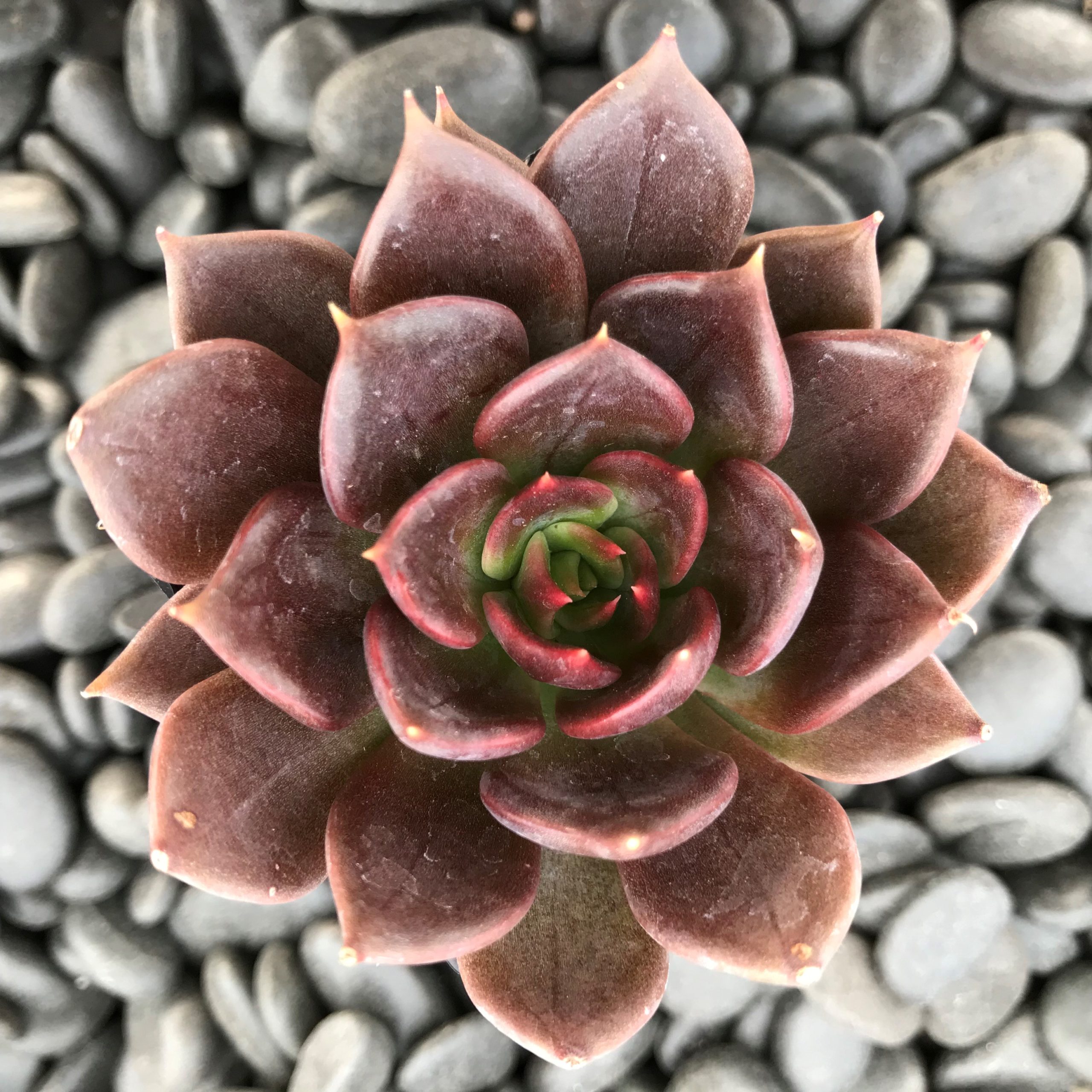 Echeveria 'Black Prince' (2" Pot) | Little Prince of Oregon Nursery
