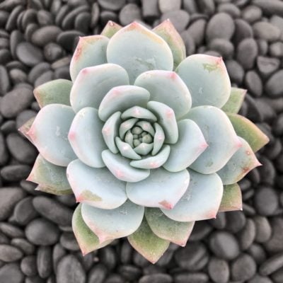 Echeveria 'Blue Bird' (2" Pot)