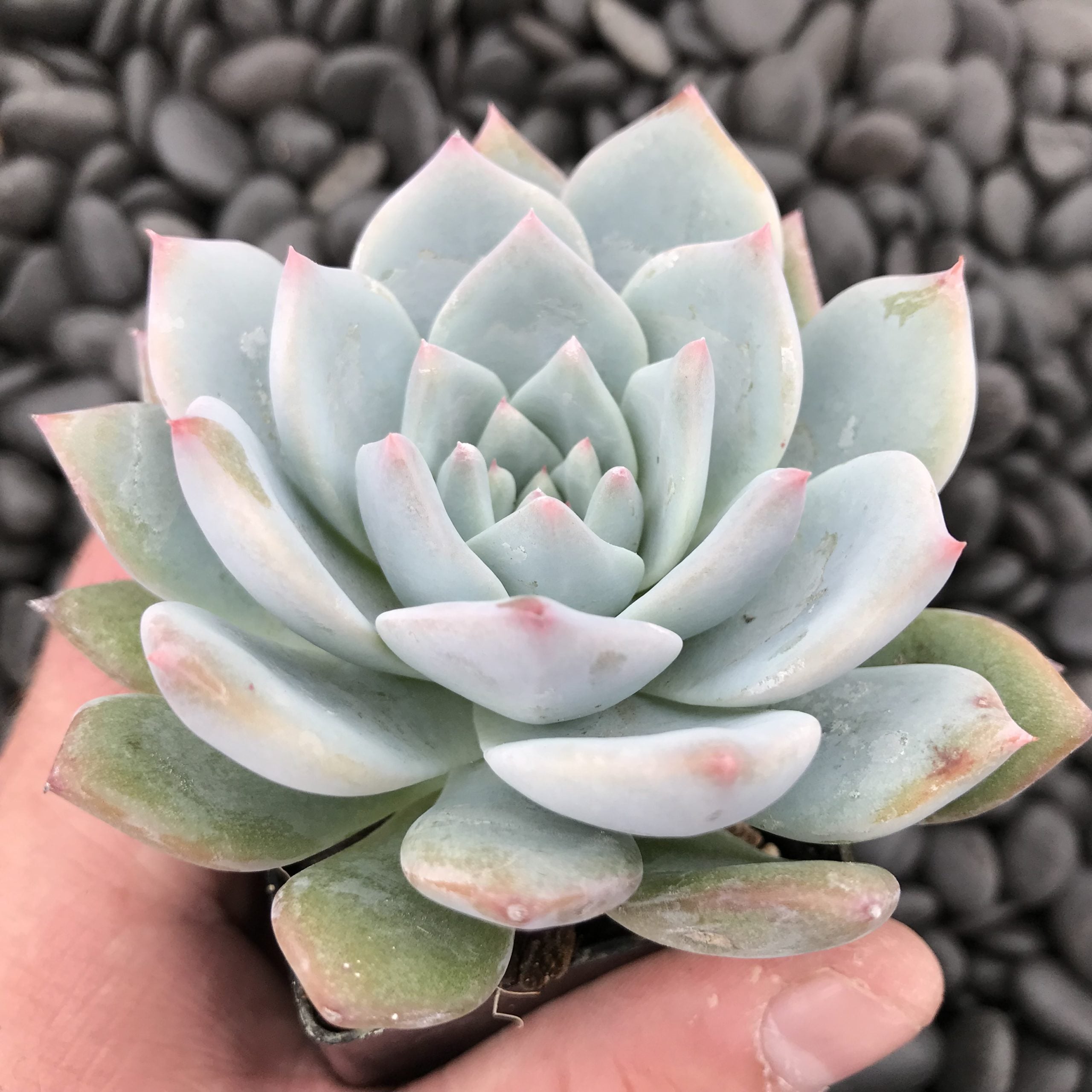 Echeveria 'Blue Bird' (2" Pot) - Image 2