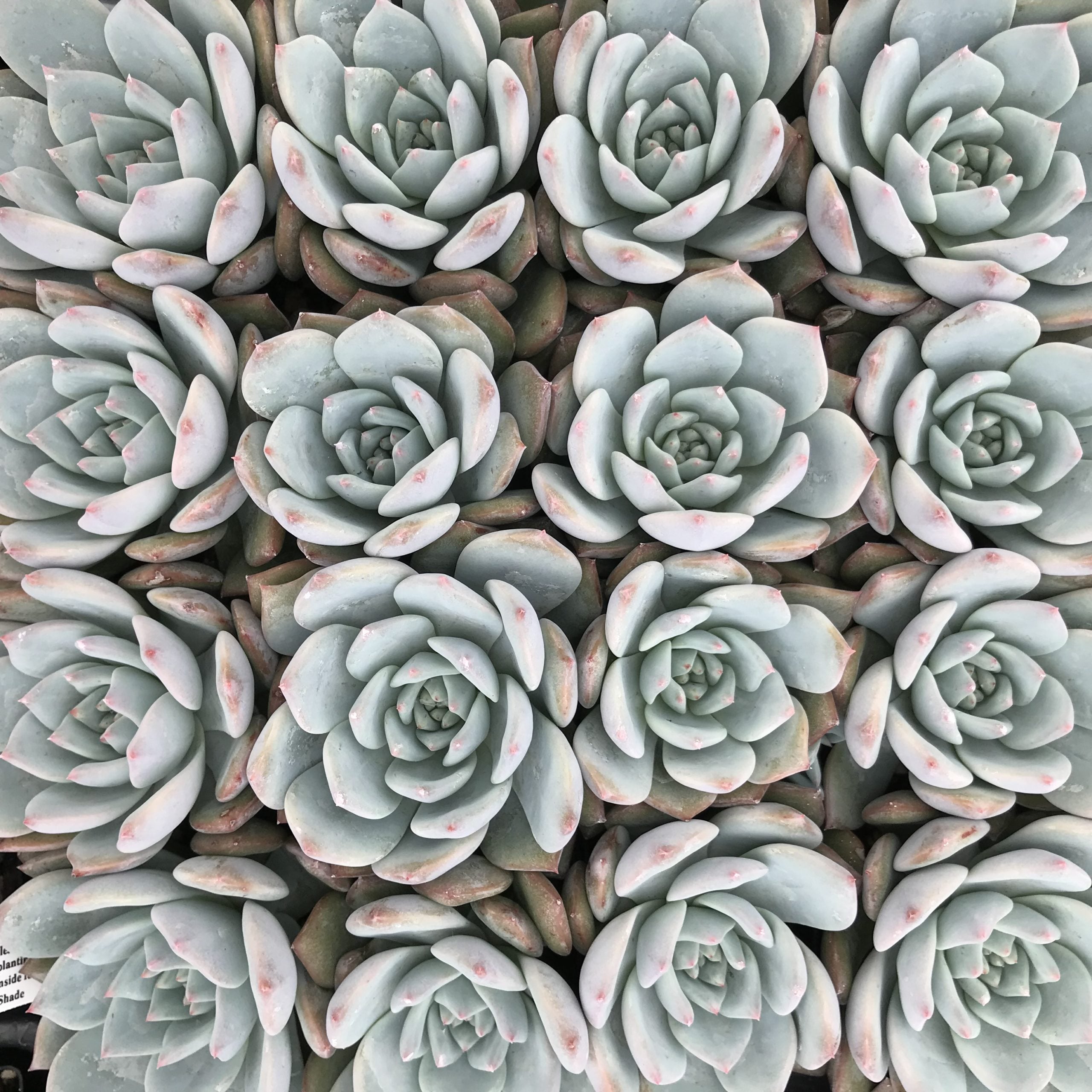 Echeveria 'Blue Bird' (2" Pot) - Image 3