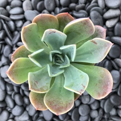 Echeveria 'Blue Prince' (2" Pot)