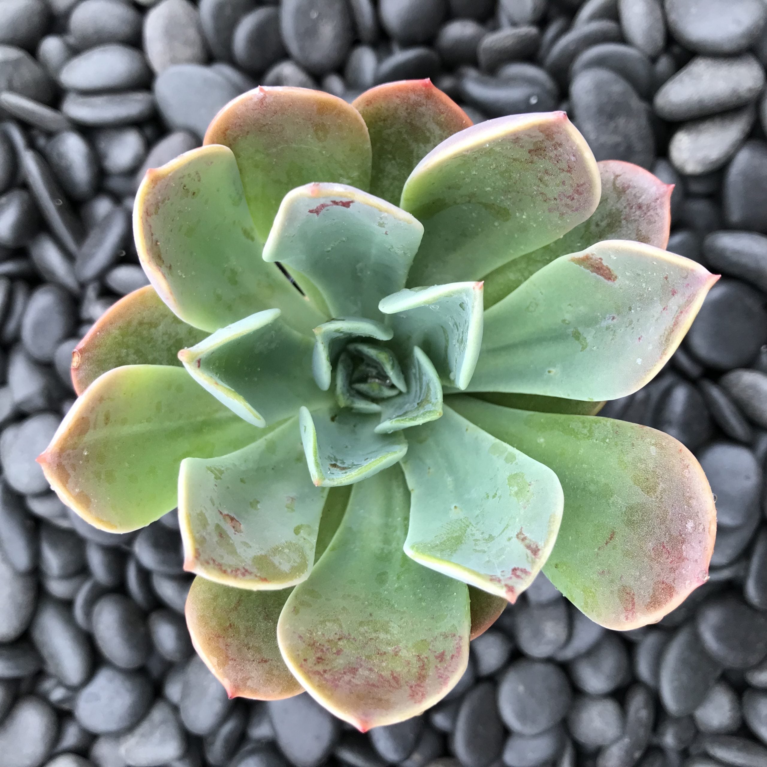 Echeveria 'Blue Prince' (2" Pot)