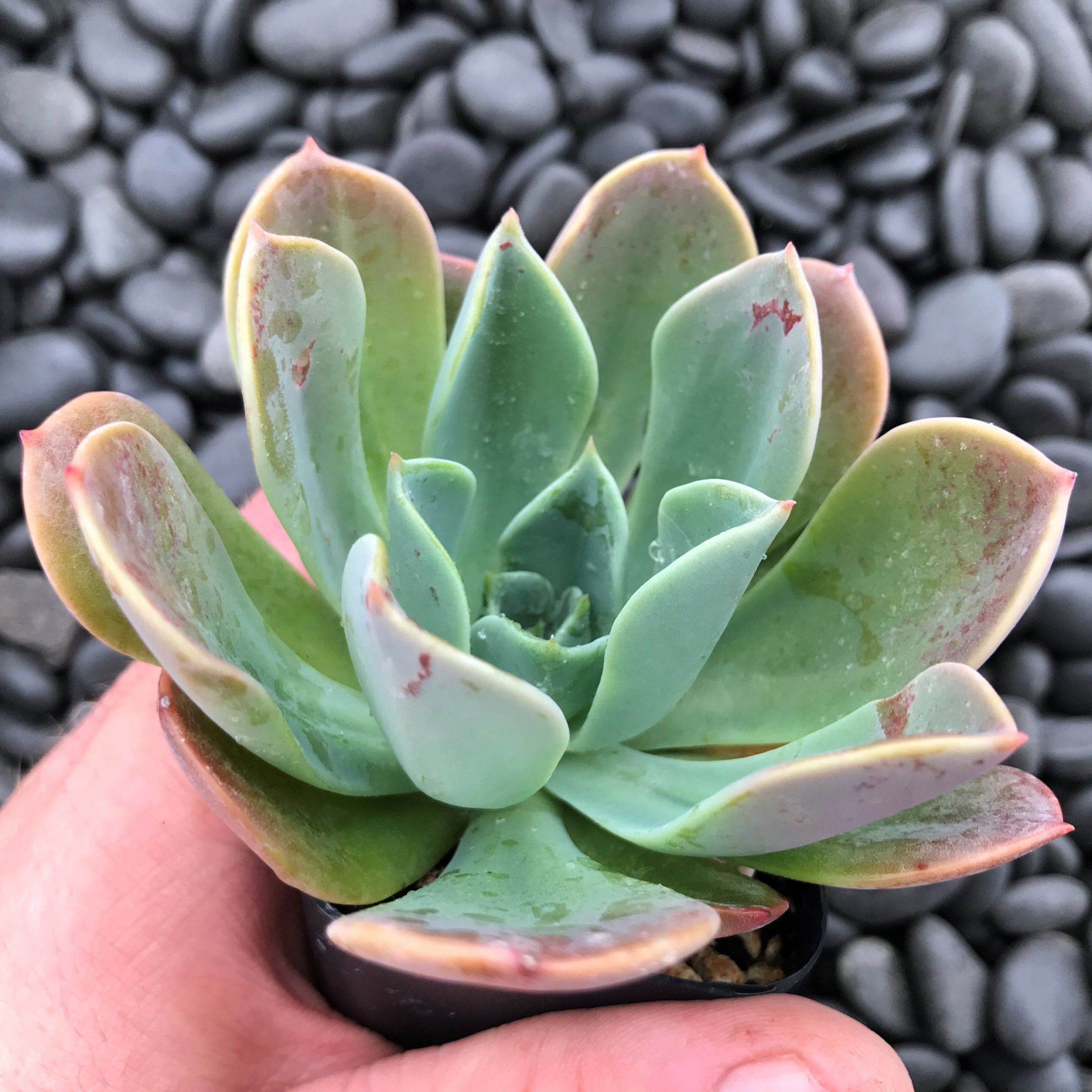 Echeveria 'Blue Prince' (2" Pot) - Image 2