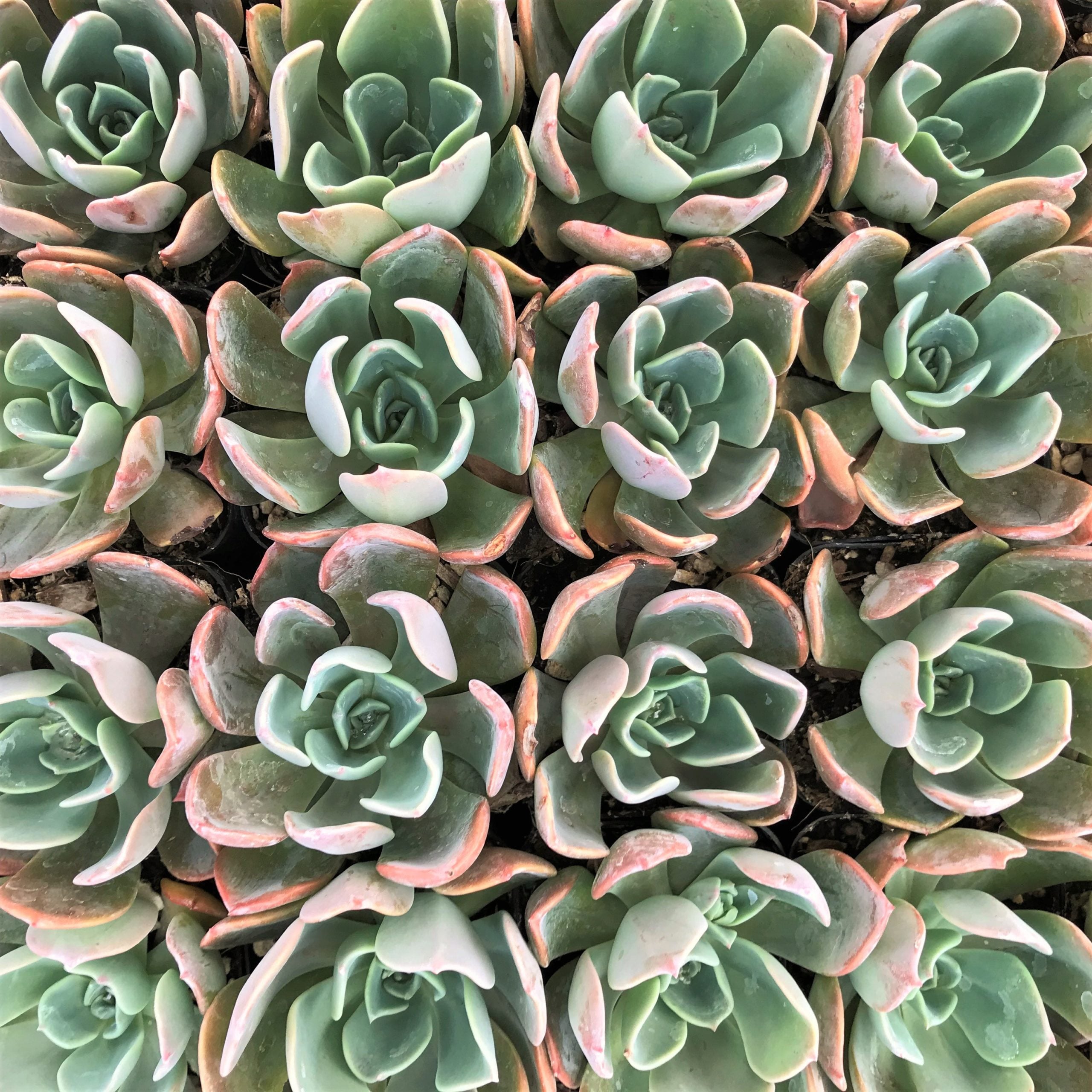 Echeveria 'Blue Prince' (2" Pot) - Image 4