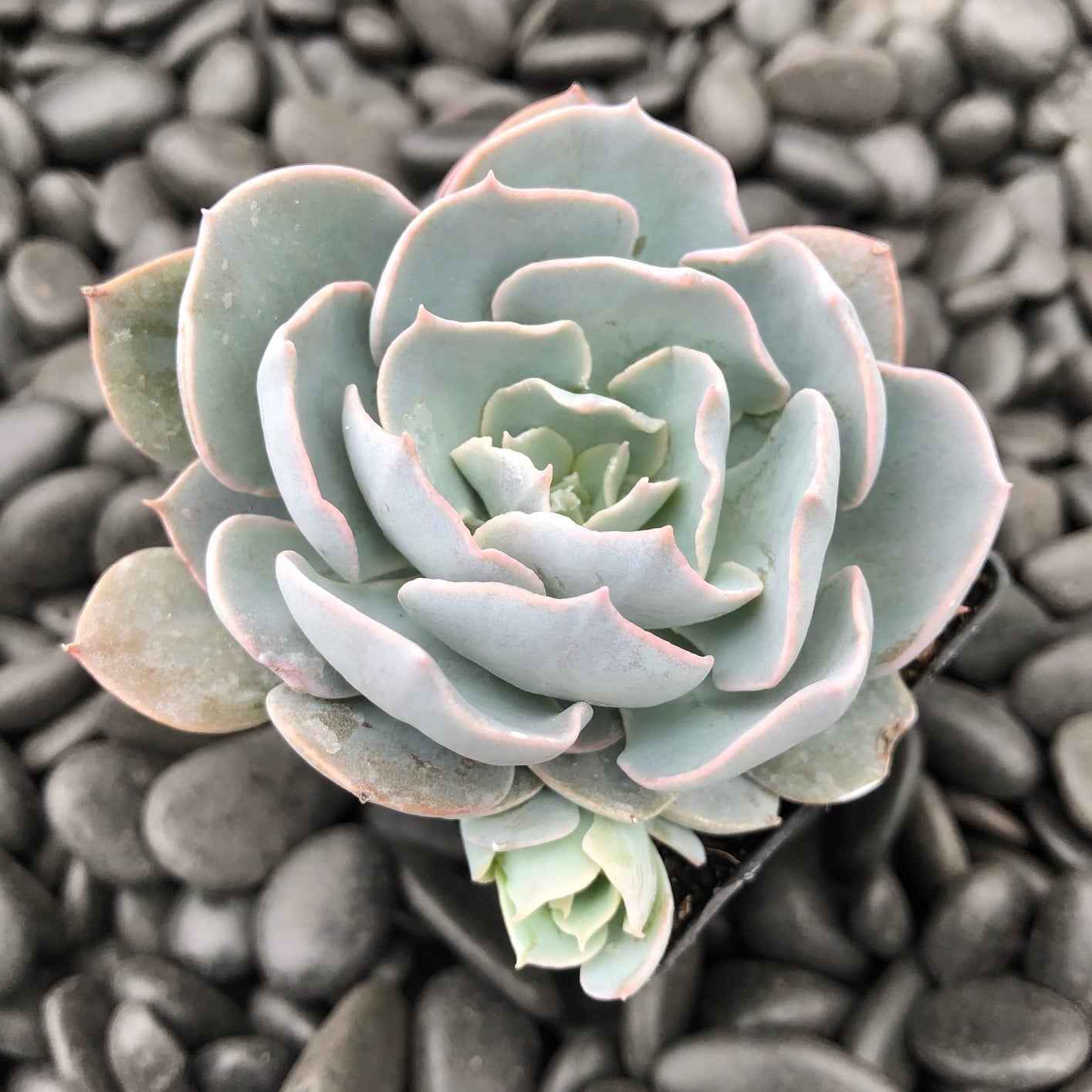 Echeveria 'Canadian' (2