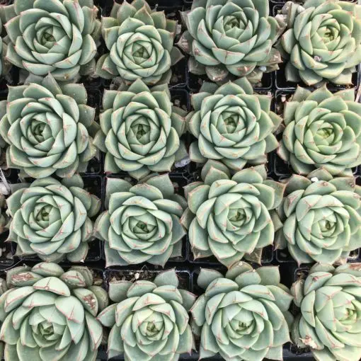 Echeveria 'Green Gilva' - Wax Rosette (2