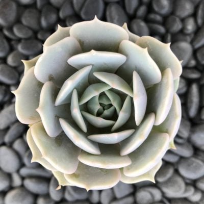 Echeveria 'Lola' (2" Pot)
