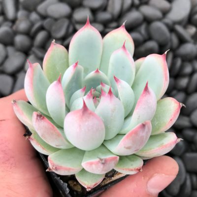 Echeveria 'Parva' (2" Pot)