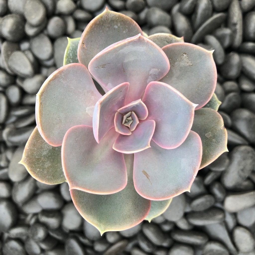 Echeveria 'Perle Von Nurnberg' (2