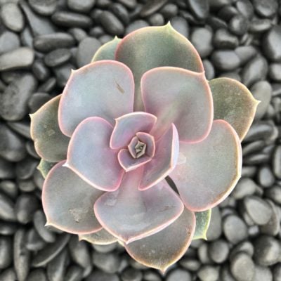 Echeveria 'Perle Von Nurnberg' (2" Pot)
