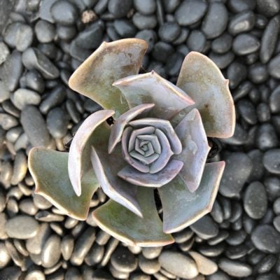 Echeveria 'Pollux' (2" Pot)