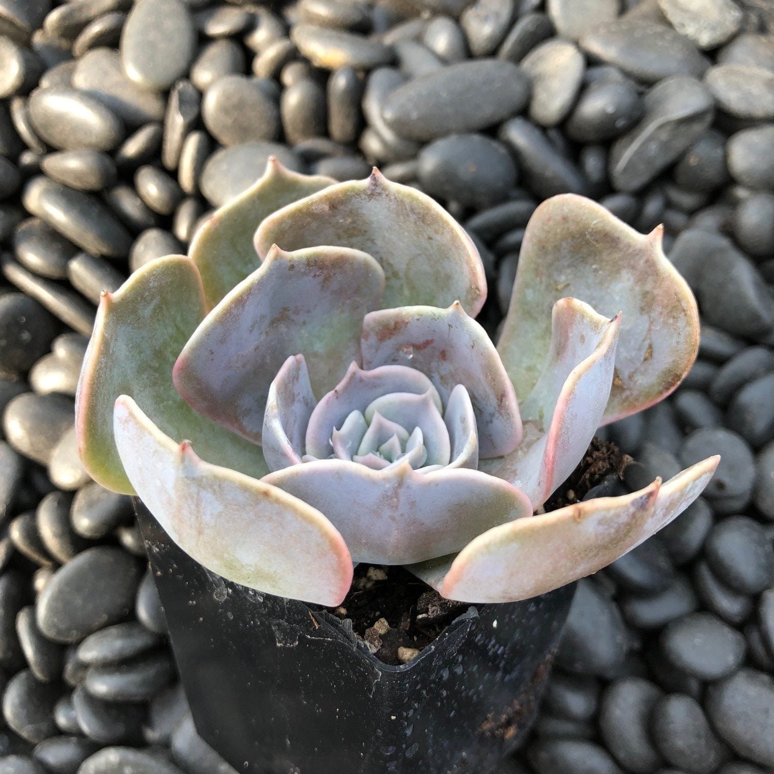 Echeveria 'Pollux' (2" Pot) - Image 2