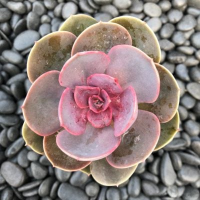 Echeveria 'Red Sky' - Mexican Rose (2" Pot)
