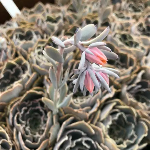 pineapple plant in a pot Pineapple Plant – Hey Rooted main image 0