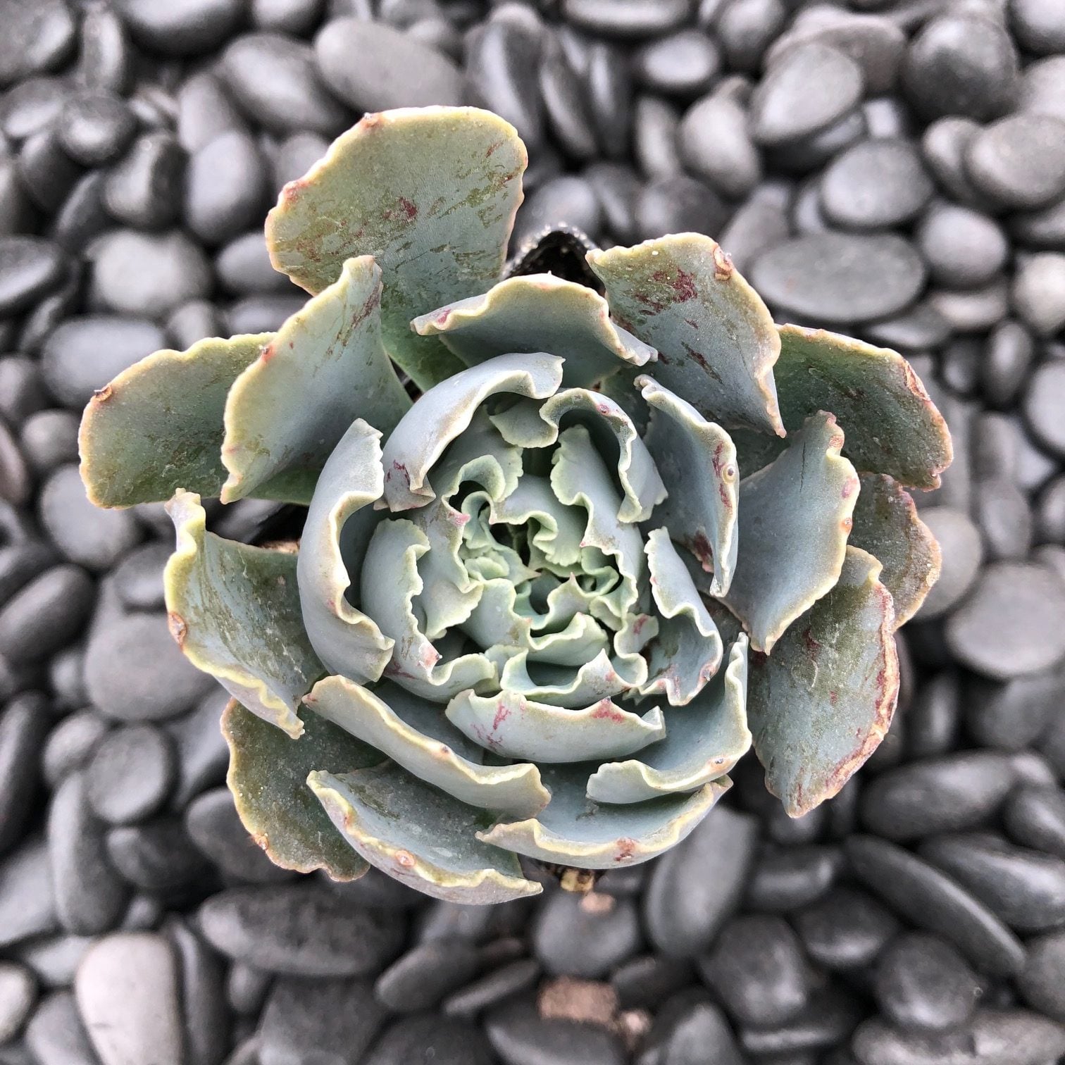 Echeveria 'Rosea' - Tiny Cabbage Plant (2" Pot) | Little Prince of Oregon  Nursery