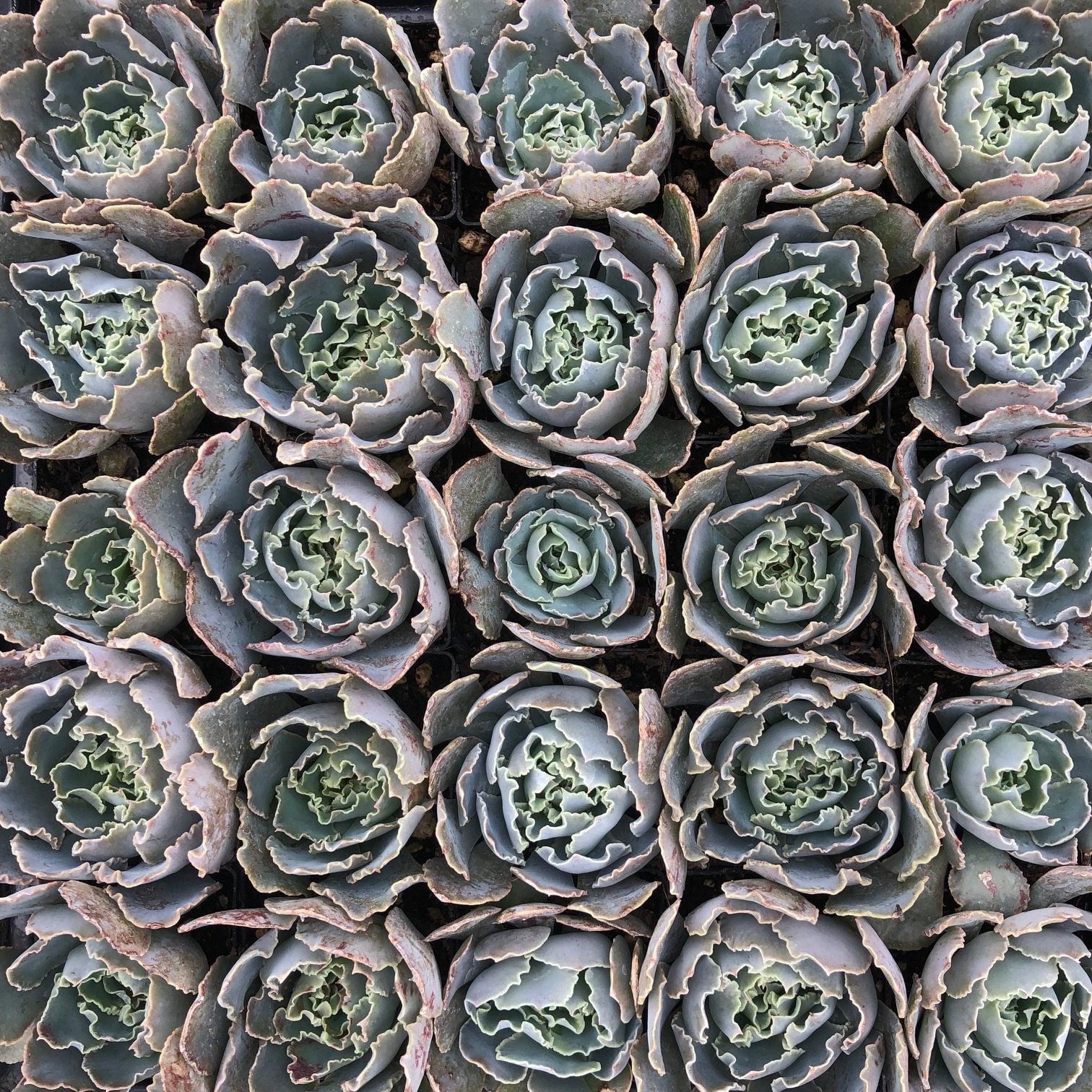 Echeveria 'Rosea' - Tiny Cabbage Plant (2" Pot) | Little Prince of Oregon  Nursery