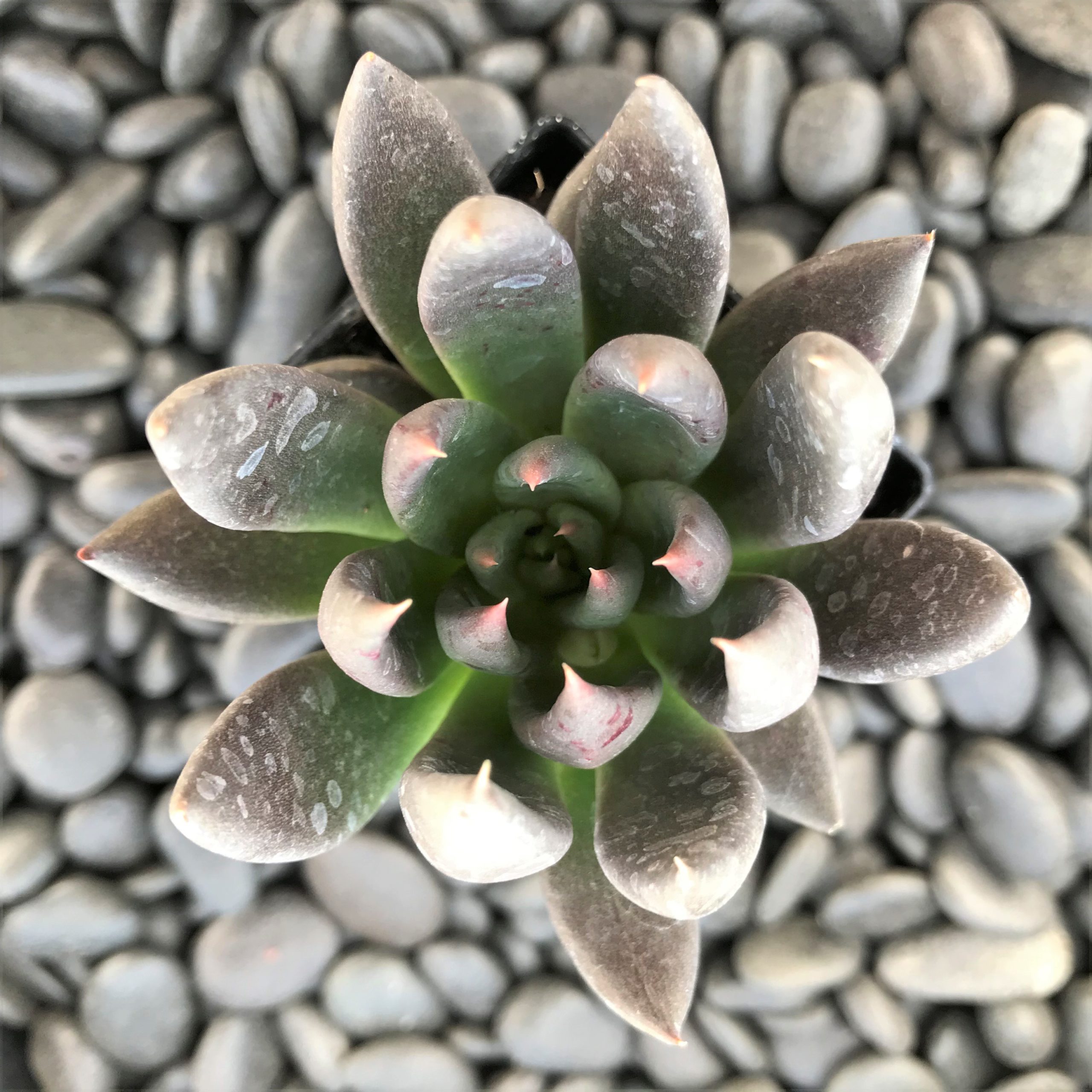 Echeveria affinis - Black Knight (2