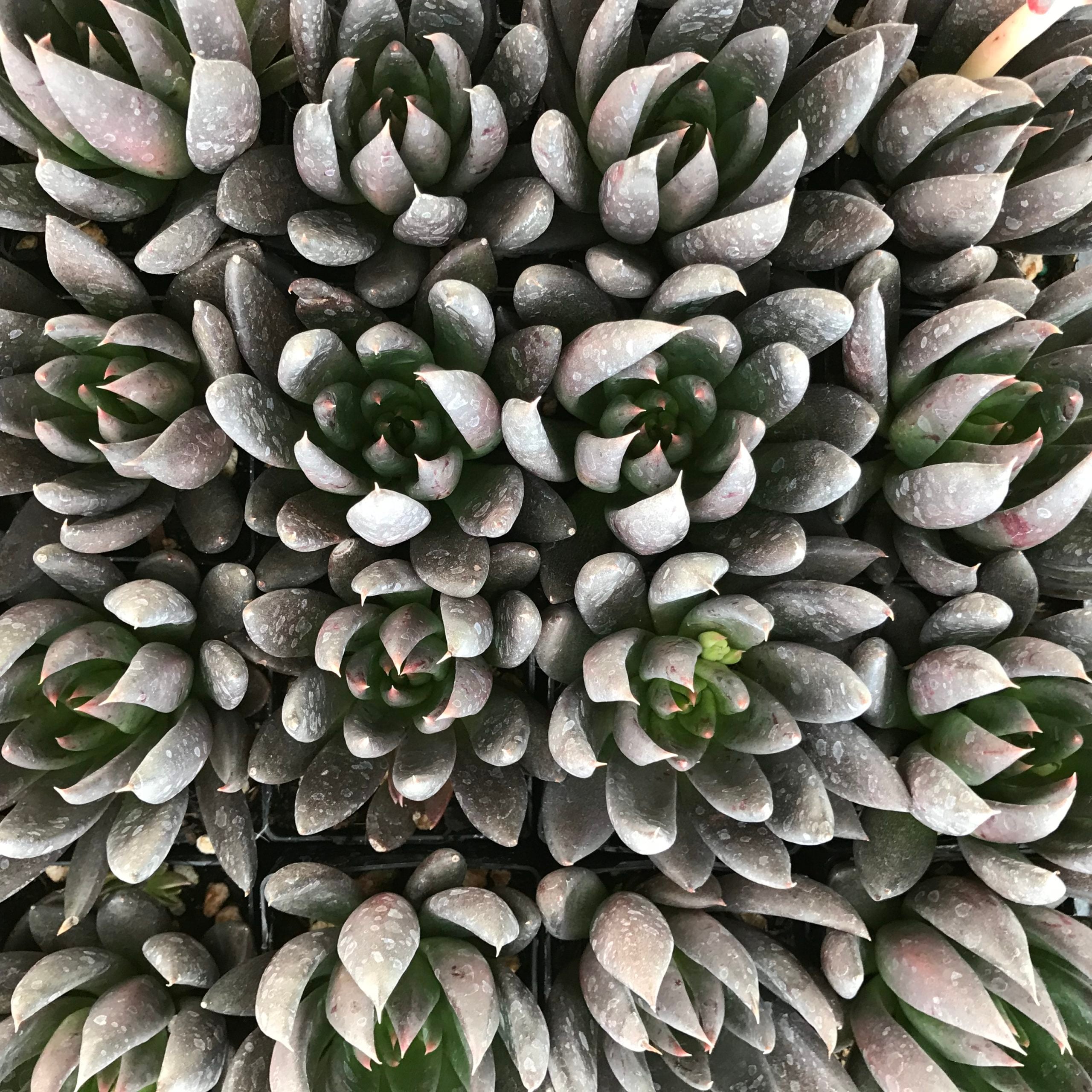 Echeveria affinis - Black Knight (2