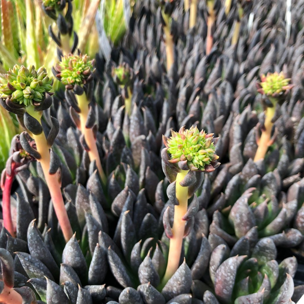 Echeveria affinis - Black Knight (2" Pot) | Little Prince of Oregon Nursery