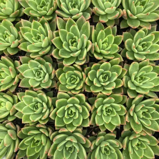 Echeveria agavoides - Wax Agave (2" Pot) | Little Prince of Oregon Nursery