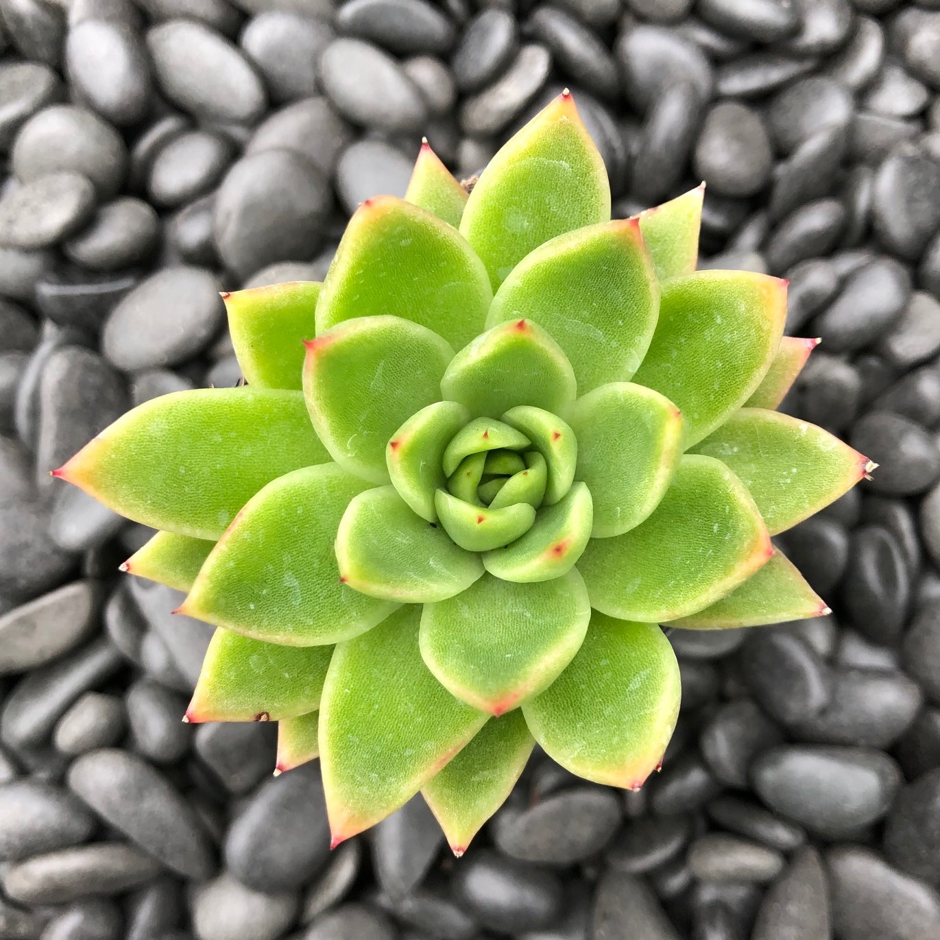 Echeveria agavoides - Wax Agave (2" Pot)