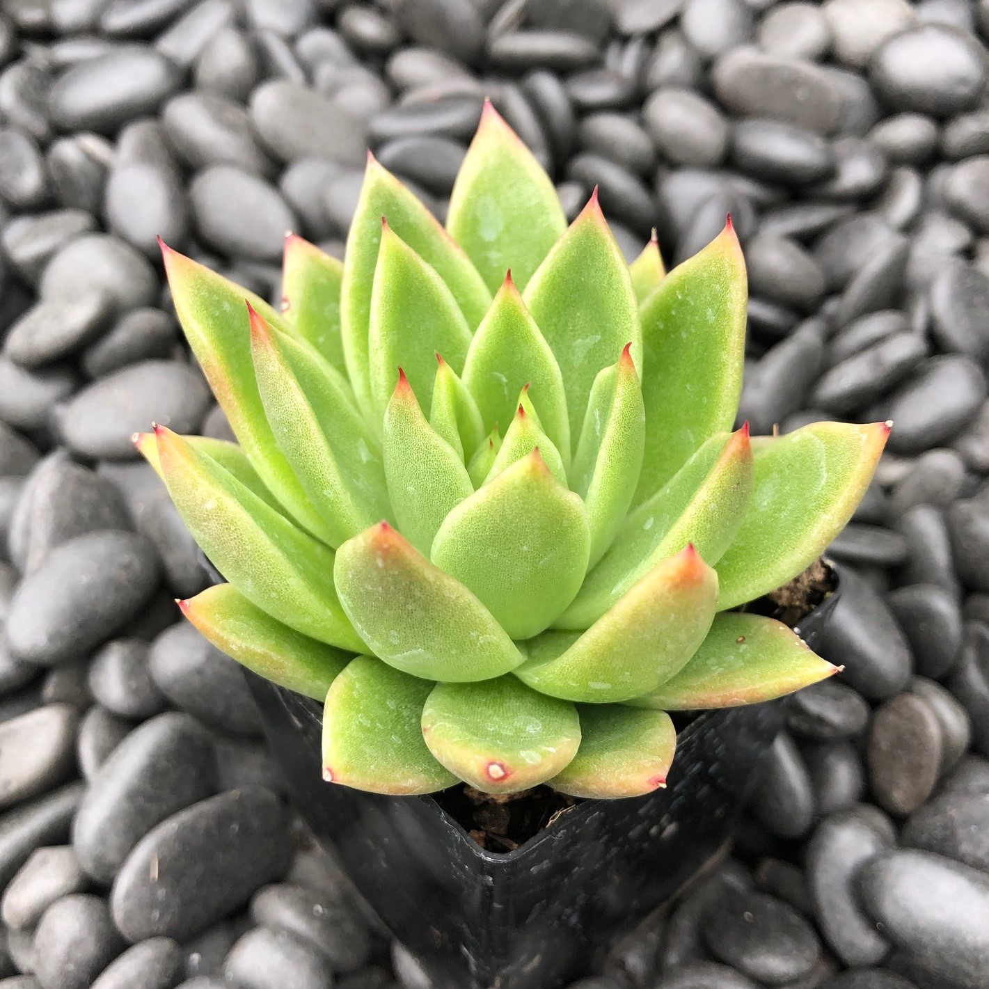 Echeveria agavoides - Wax Agave (2" Pot) - Image 2