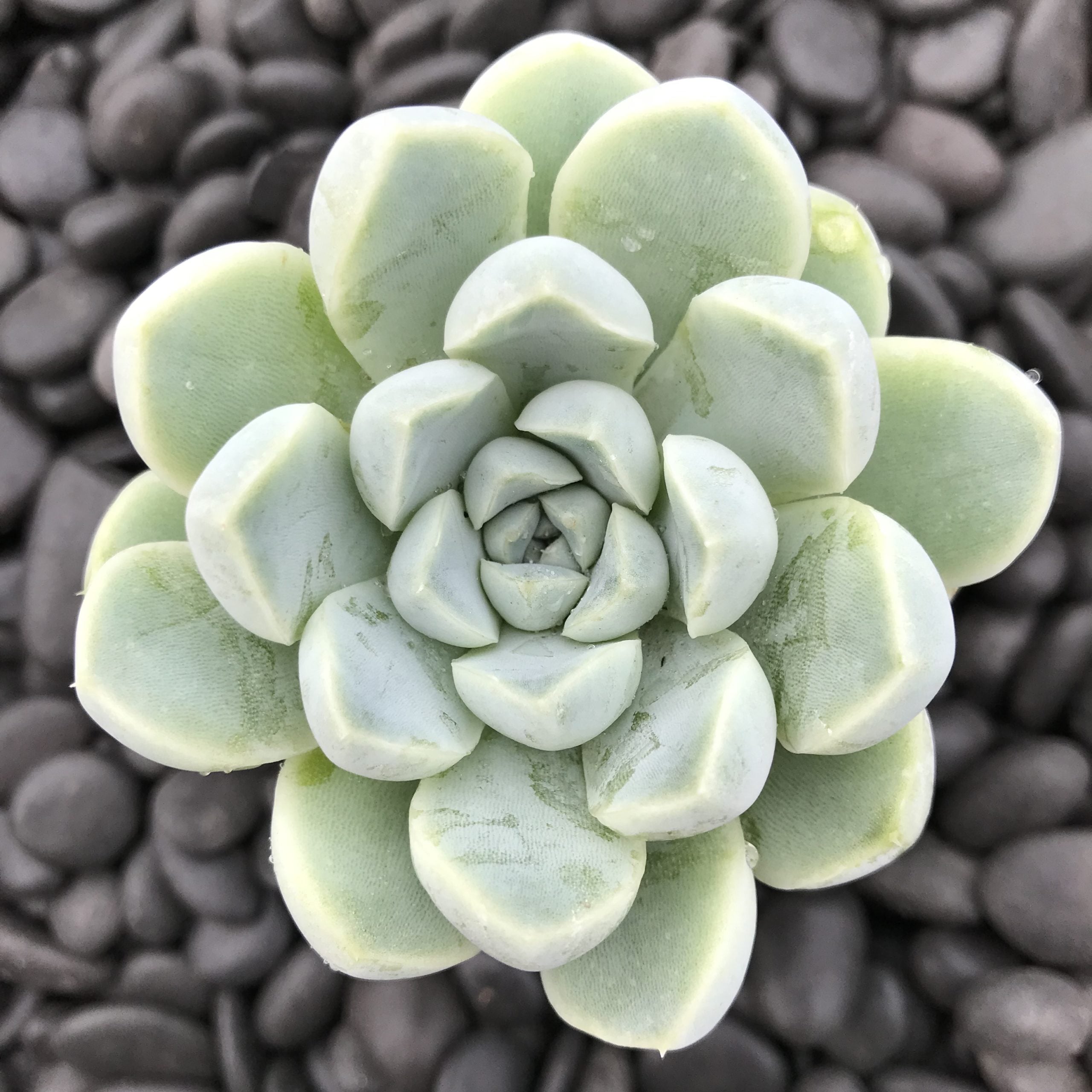 Echeveria albicans (2" Pot)