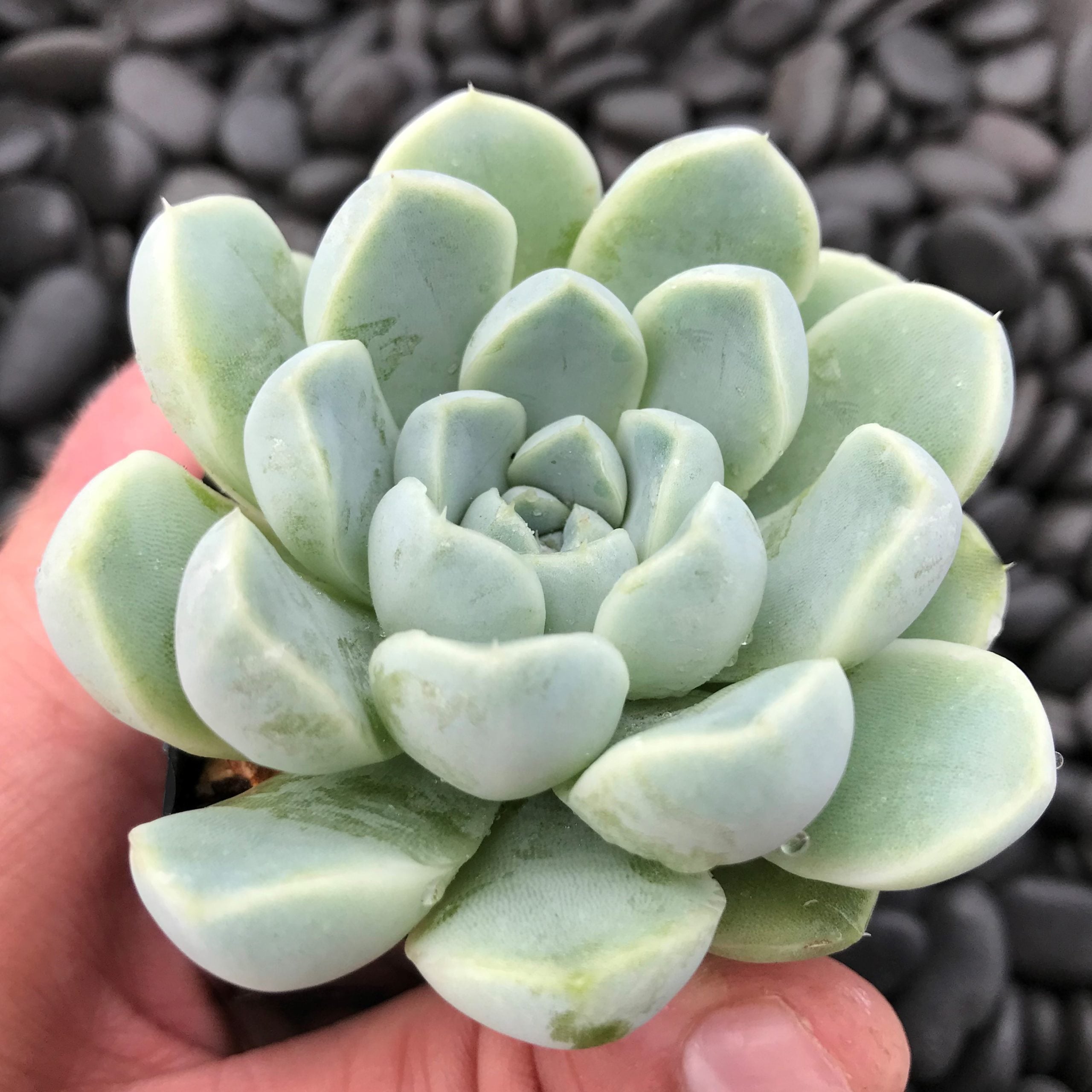 Echeveria albicans (2" Pot) - Image 2