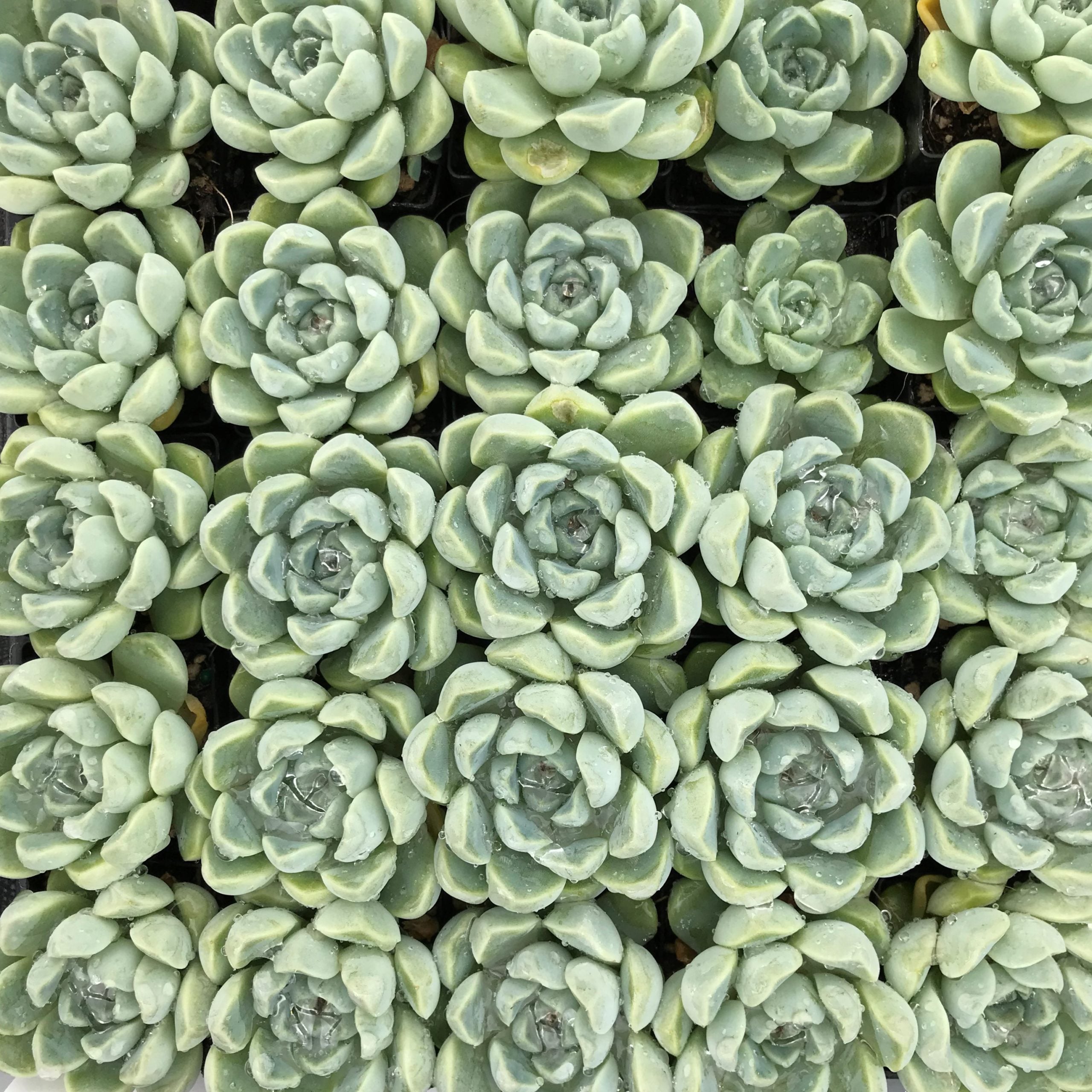 Echeveria albicans (2" Pot) - Image 3