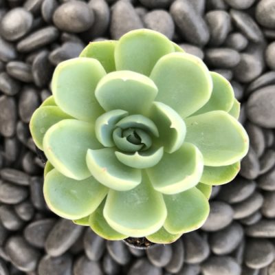 Echeveria elegans - Mexican Snowball (2" Pot)
