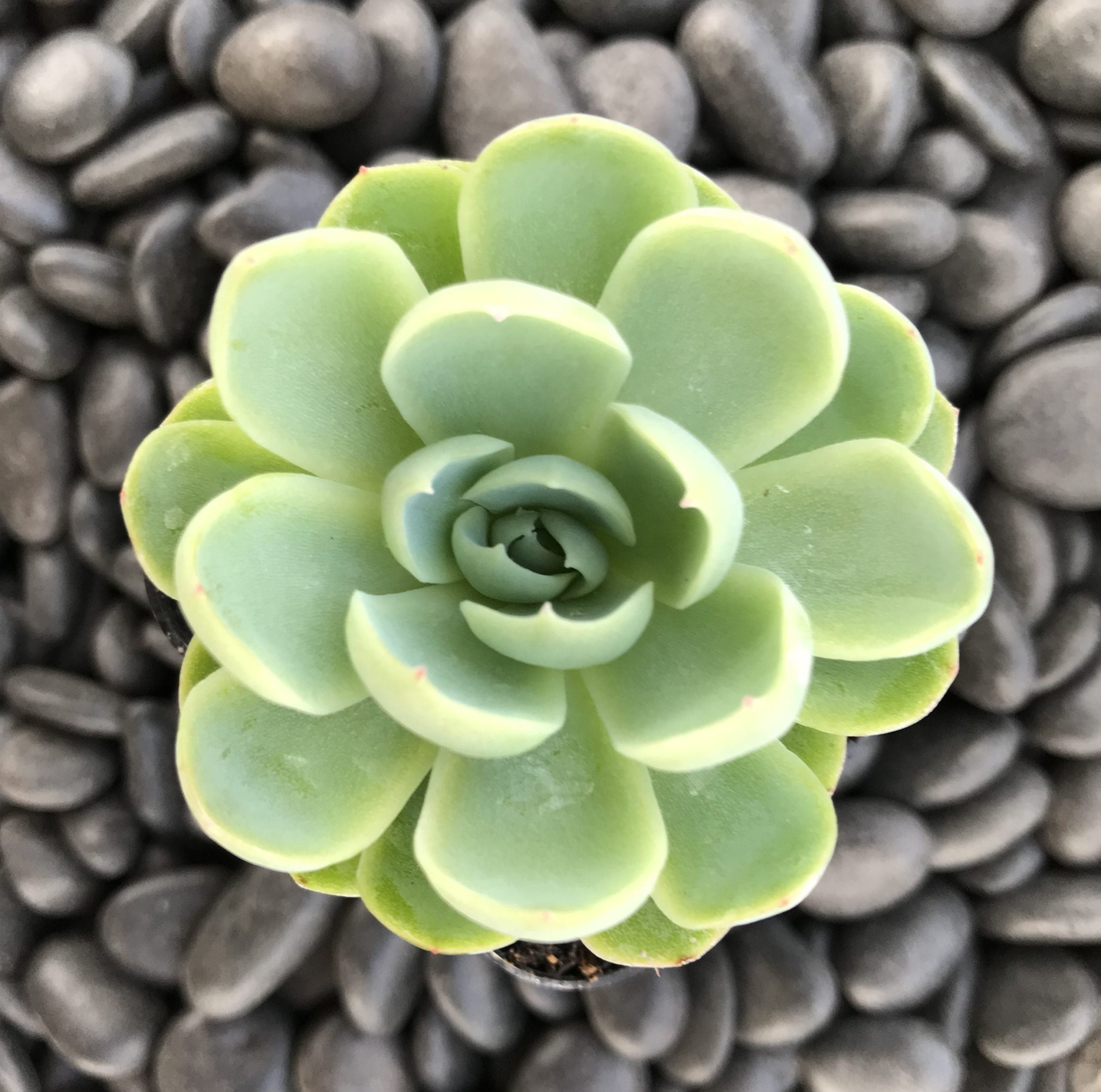 Echeveria elegans - Mexican Snowball (2" Pot)