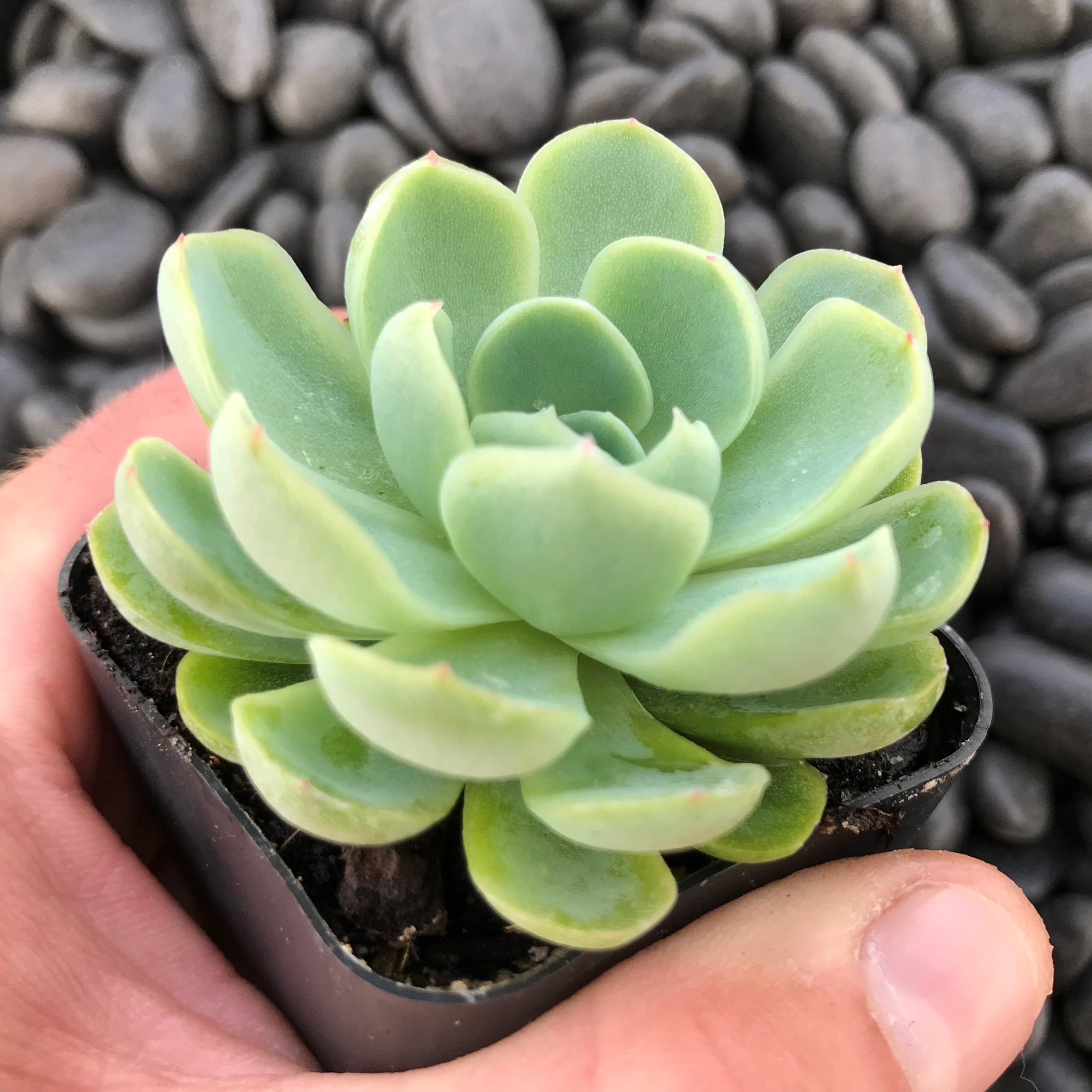 Echeveria elegans - Mexican Snowball (2" Pot) - Image 2